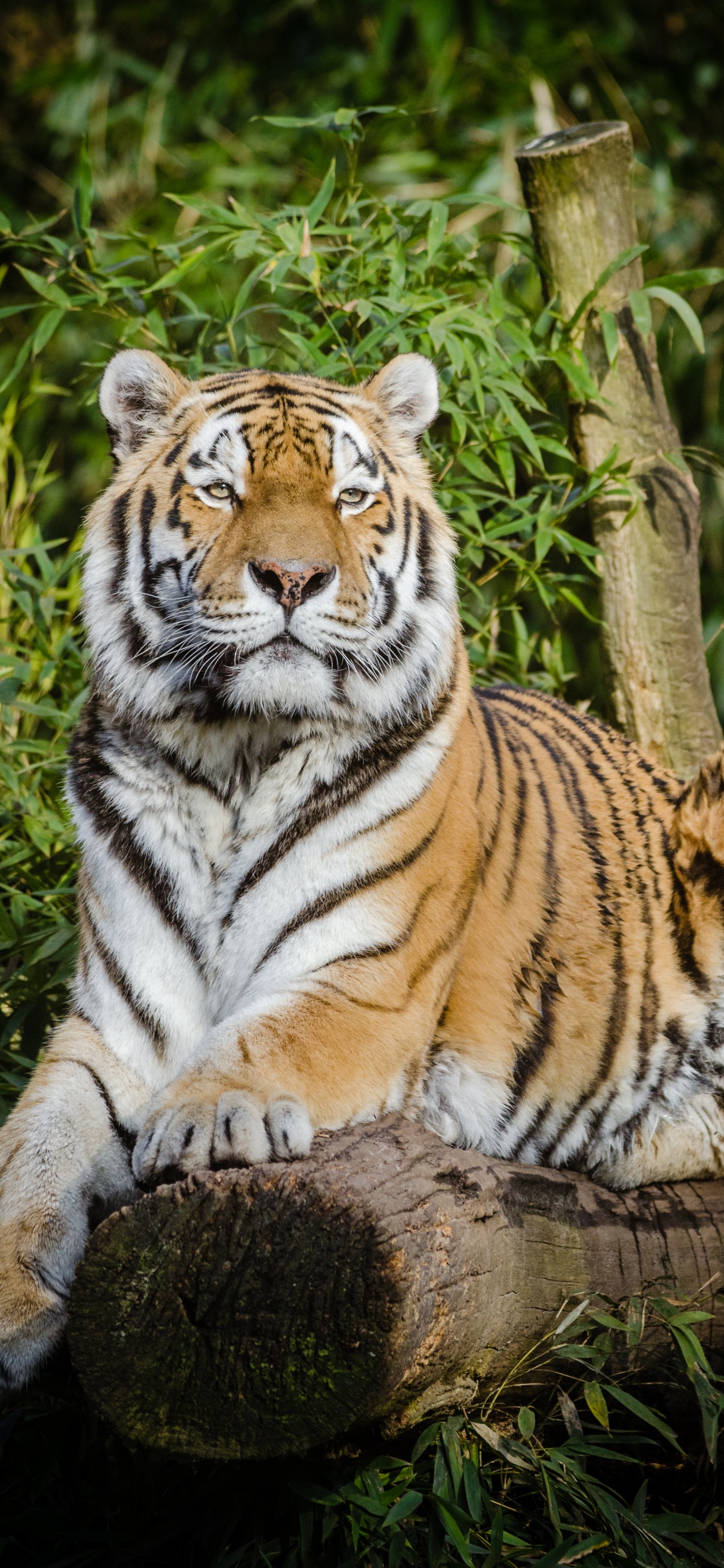 Обои Амурский тигр, кошачьих, большая кошка, котенок, бенгальский тигр в разрешении 1125x2436