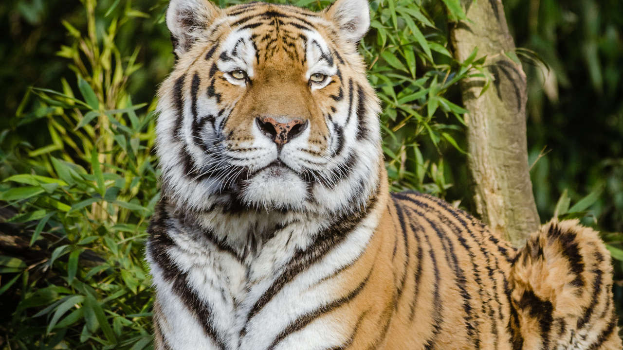 Обои Амурский тигр, кошачьих, большая кошка, котенок, бенгальский тигр в разрешении 1280x720