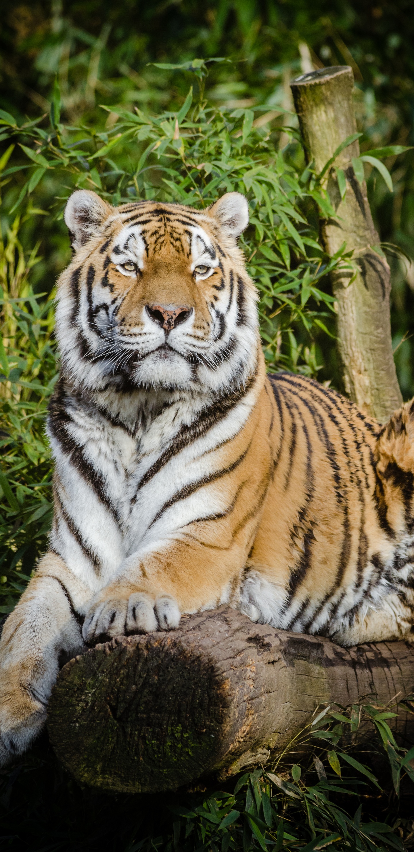 Обои Амурский тигр, кошачьих, большая кошка, котенок, бенгальский тигр в разрешении 1440x2960