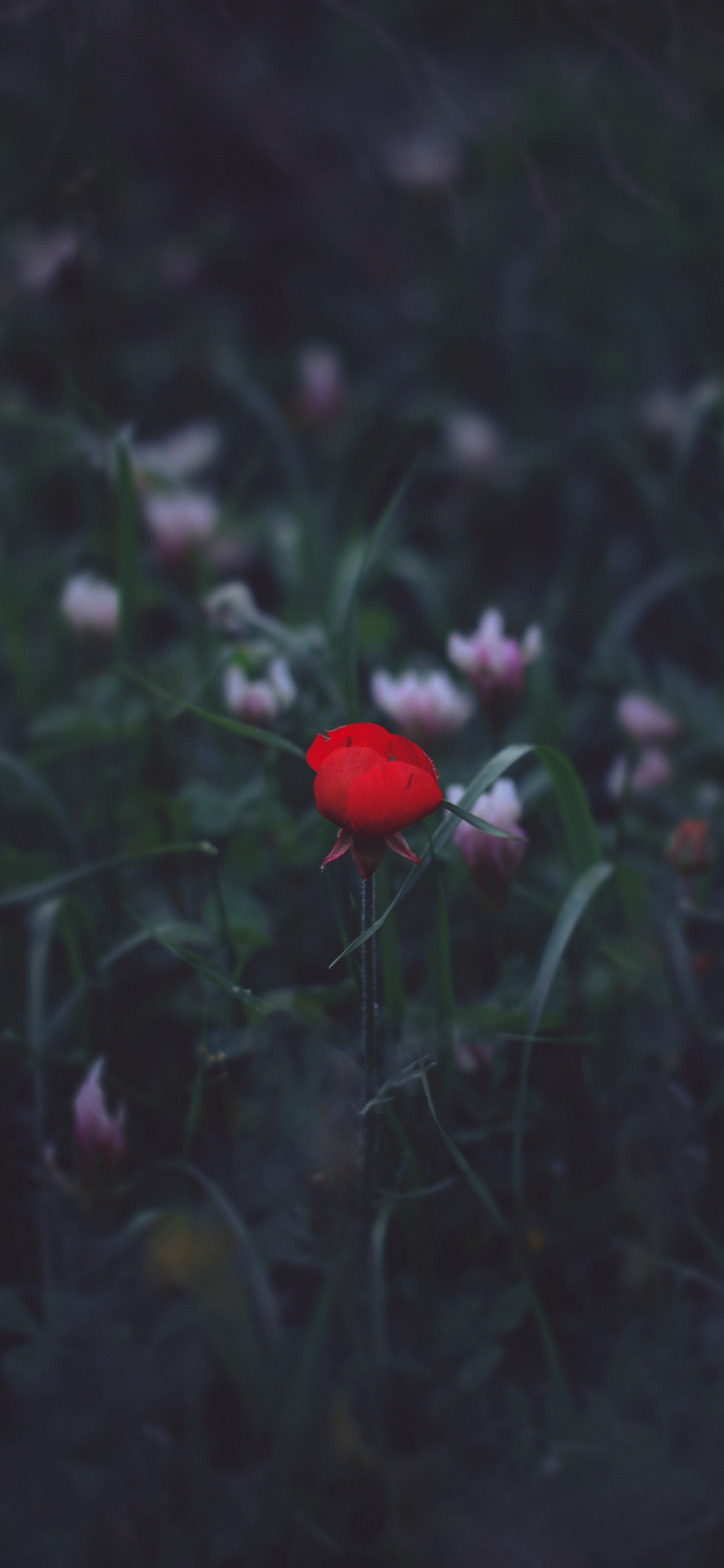 Обои цветок, красный цвет, черный, зеленый, лист в разрешении 1125x2436