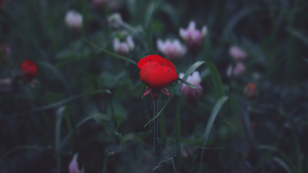 Обои цветок, красный цвет, черный, зеленый, лист в разрешении 1280x720