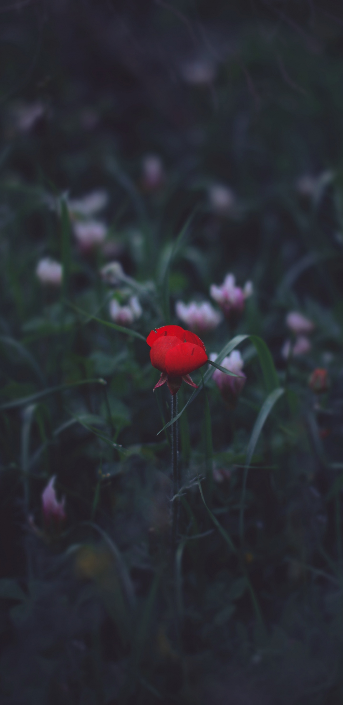 Обои цветок, красный цвет, черный, зеленый, лист в разрешении 1440x2960