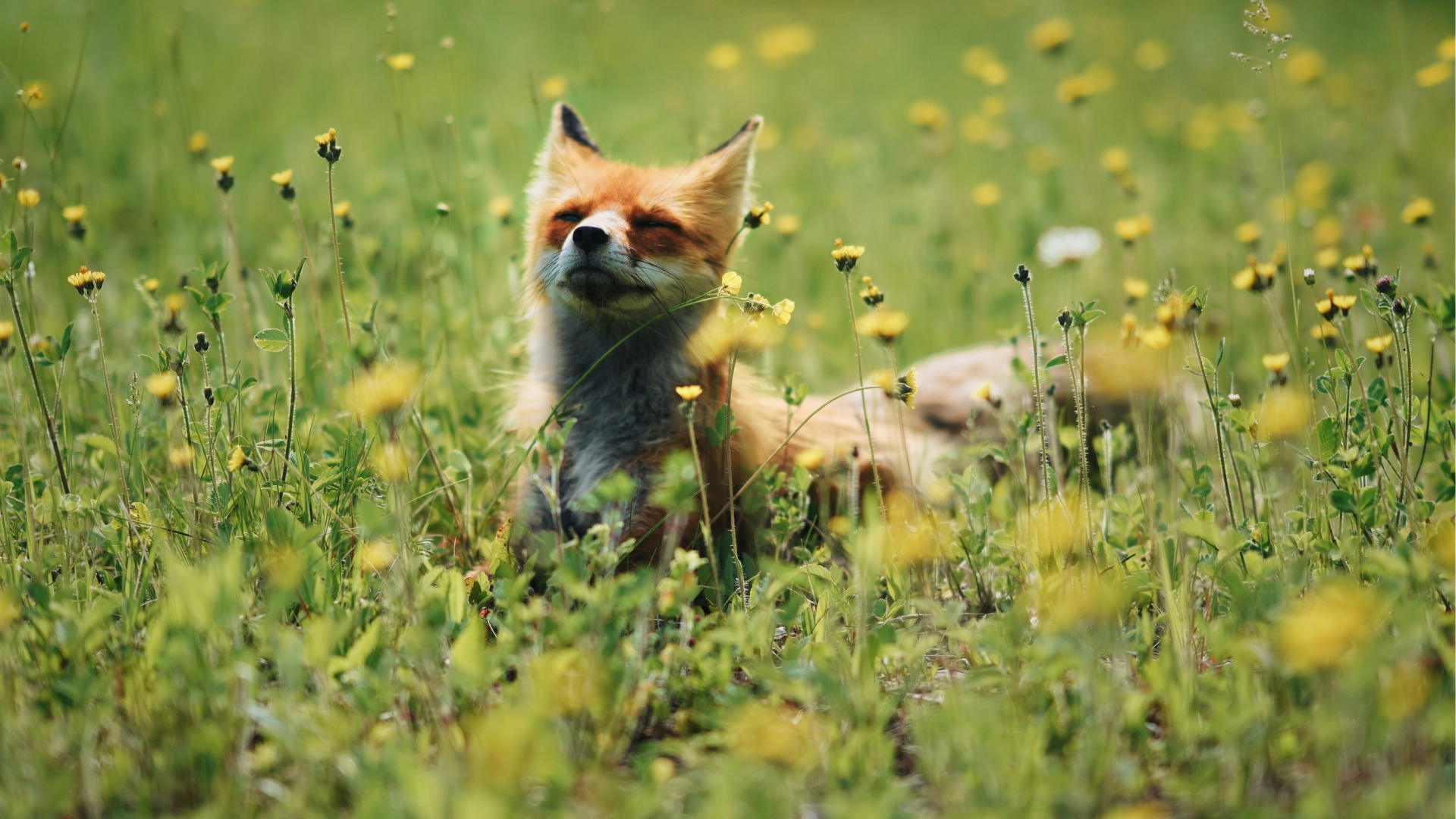 Обои красный волк, рыжая лисица, Псовые, собака породы, живая природа в разрешении 1920x1080