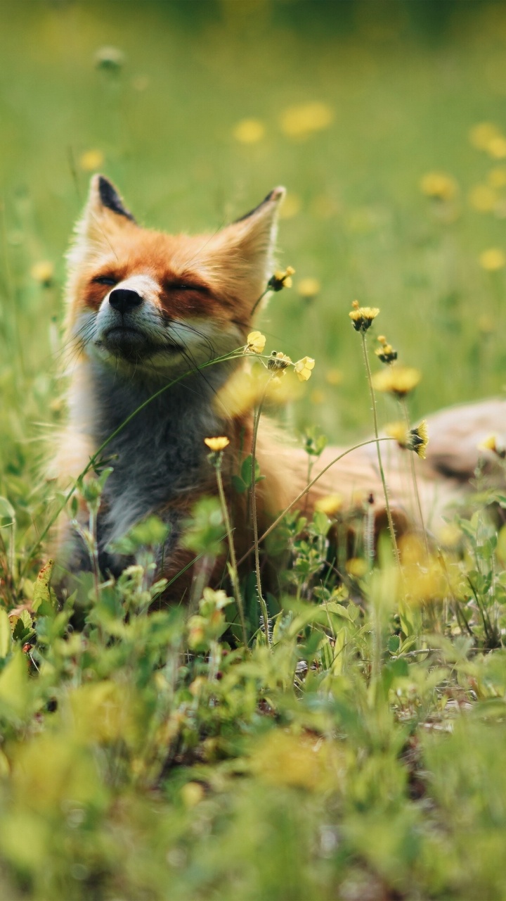 Обои красный волк, рыжая лисица, Псовые, собака породы, живая природа в разрешении 720x1280