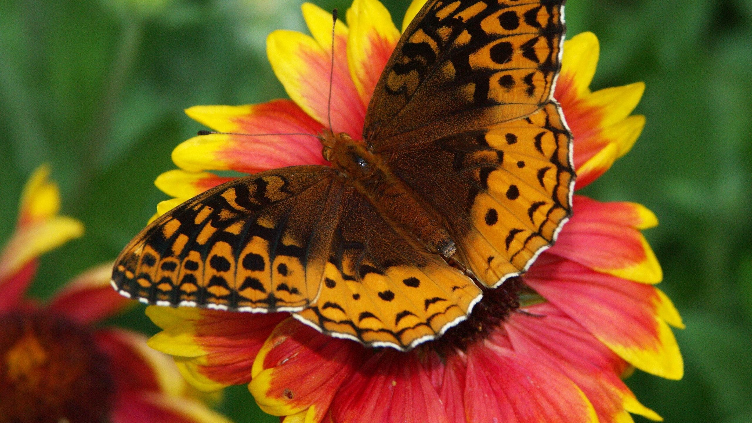 Обои насекомое, мотыльки и бабочки, бабочка, опылитель, беспозвоночных в разрешении 2560x1440