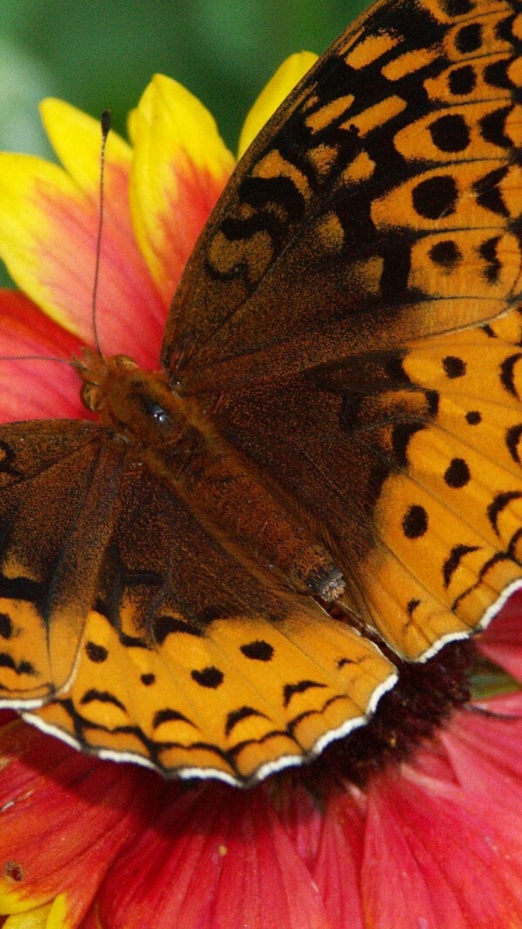Обои насекомое, мотыльки и бабочки, бабочка, опылитель, беспозвоночных в разрешении 750x1334