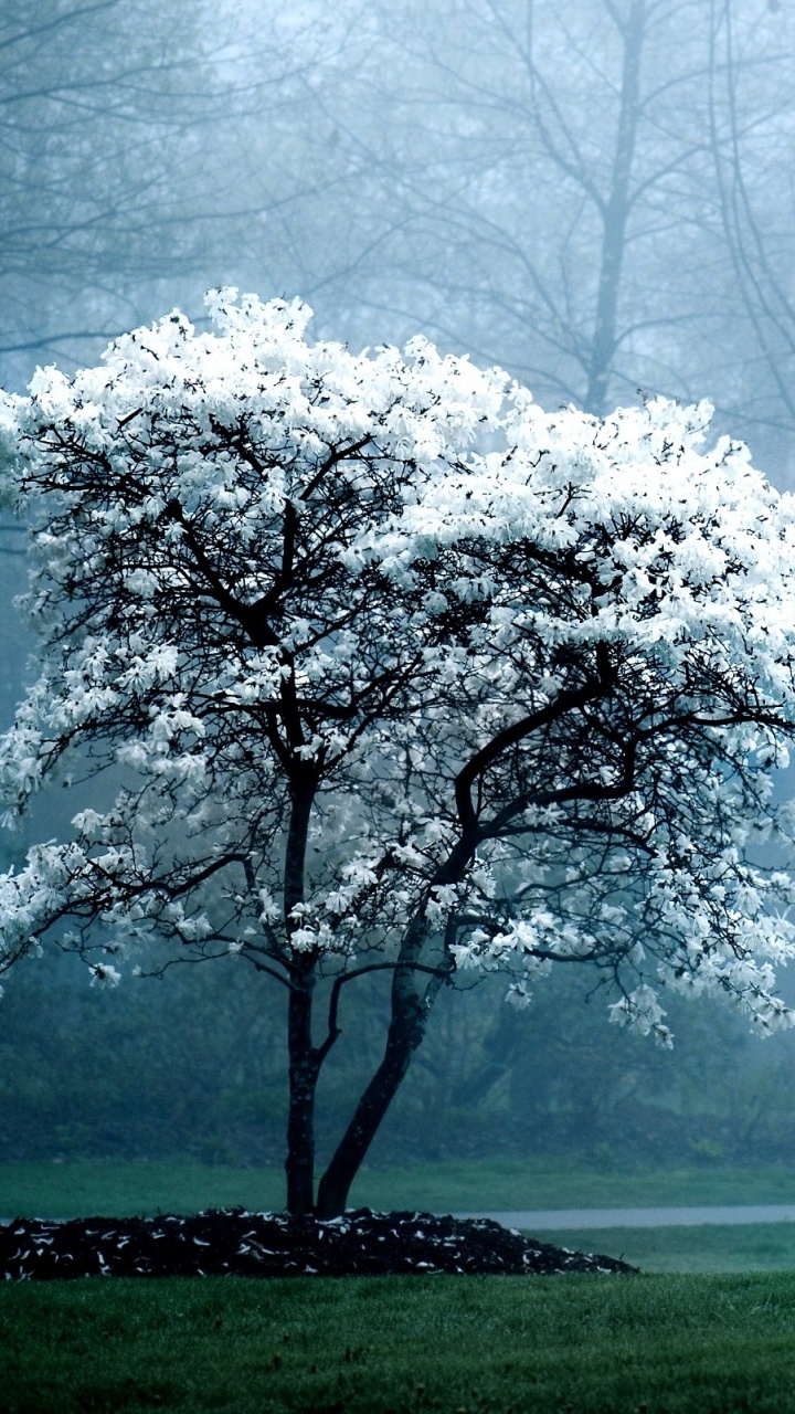 Обои дерево, природа, атмосфера, дымка, туман в разрешении 720x1280