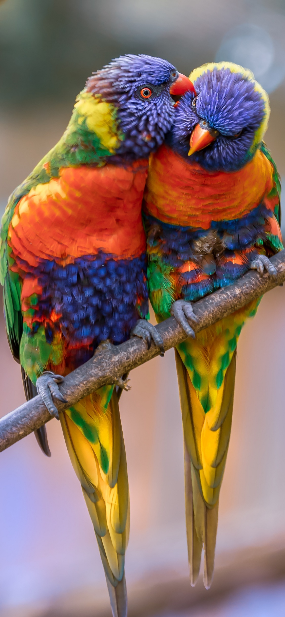 Обои Радужный лорикет, Ара, длиннохвостый попугай, птица, лорикет в разрешении 1125x2436