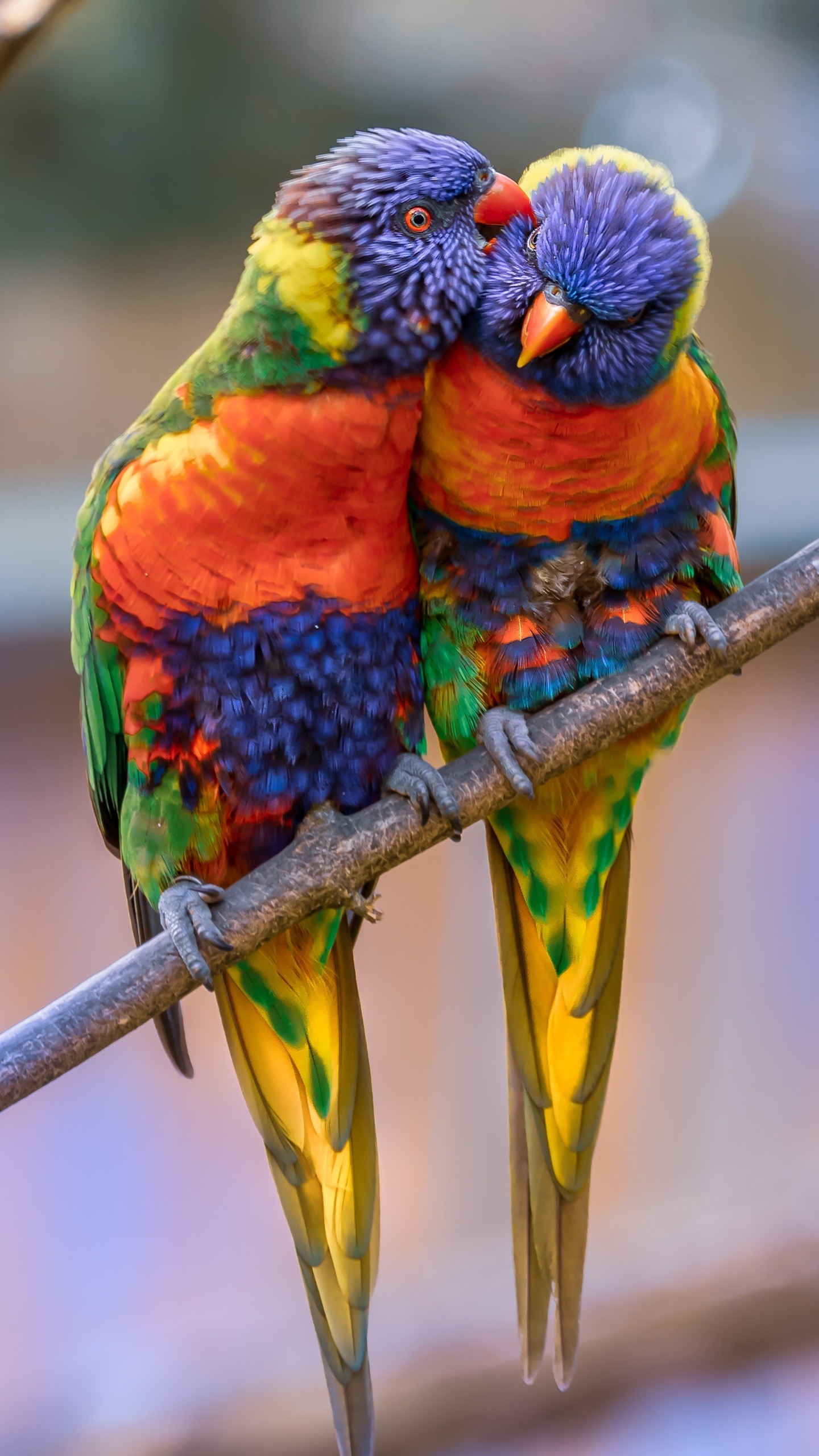 Обои Радужный лорикет, Ара, длиннохвостый попугай, птица, лорикет в разрешении 1440x2560