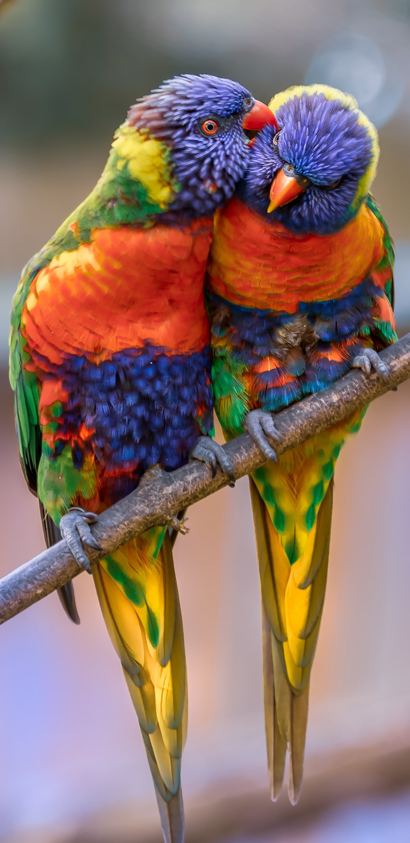 Обои Радужный лорикет, Ара, длиннохвостый попугай, птица, лорикет в разрешении 1440x2960
