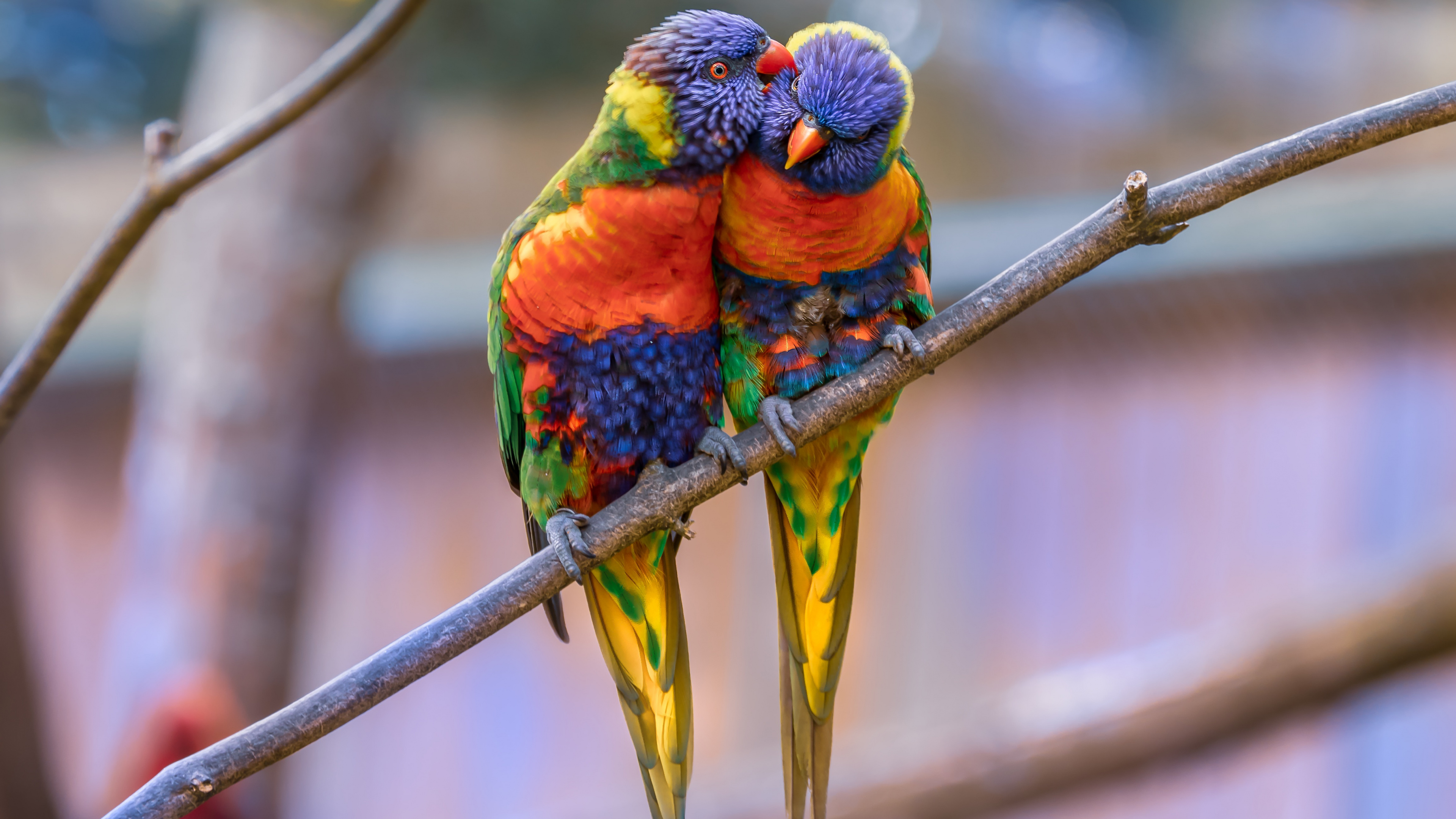 Обои Радужный лорикет, Ара, длиннохвостый попугай, птица, лорикет в разрешении 3840x2160
