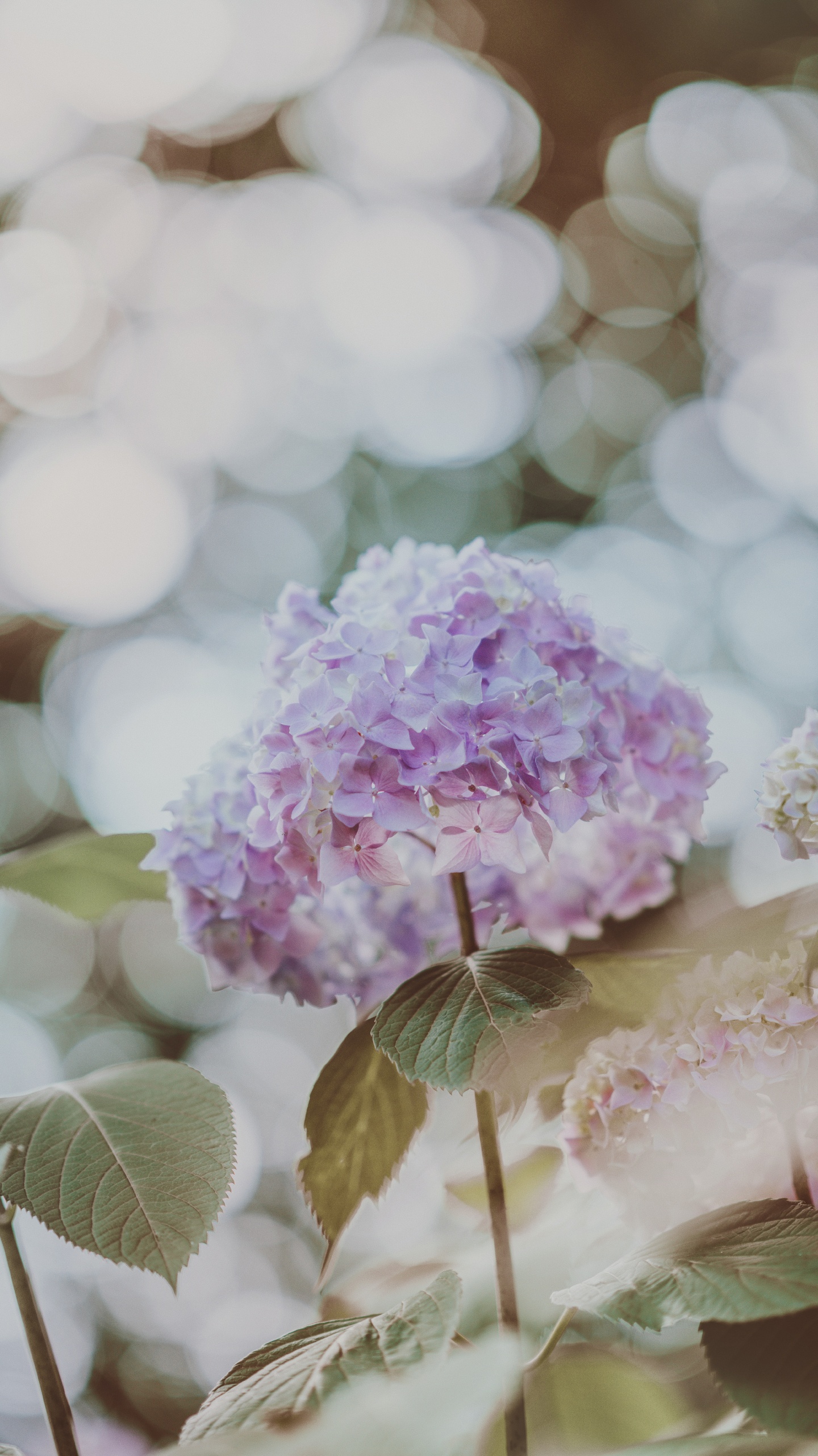 Обои Гортензия, цветок, hydrangeaceae, лепесток, растение в разрешении 1440x2560