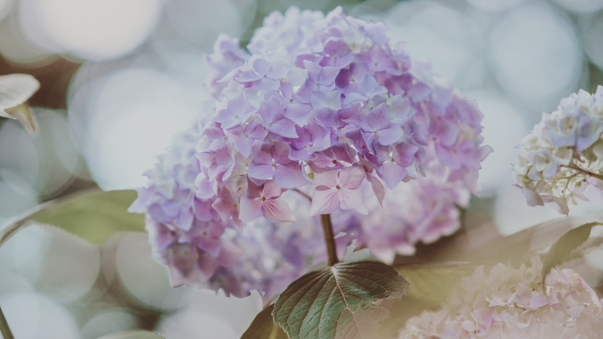 Обои Гортензия, цветок, hydrangeaceae, лепесток, растение в разрешении 1920x1080