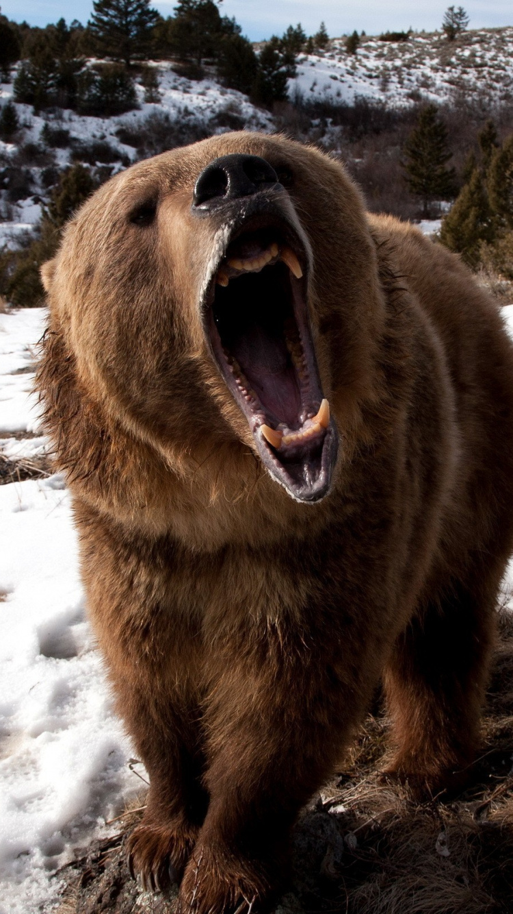 Обои Гризли, снег, зима, мех, живая природа в разрешении 750x1334