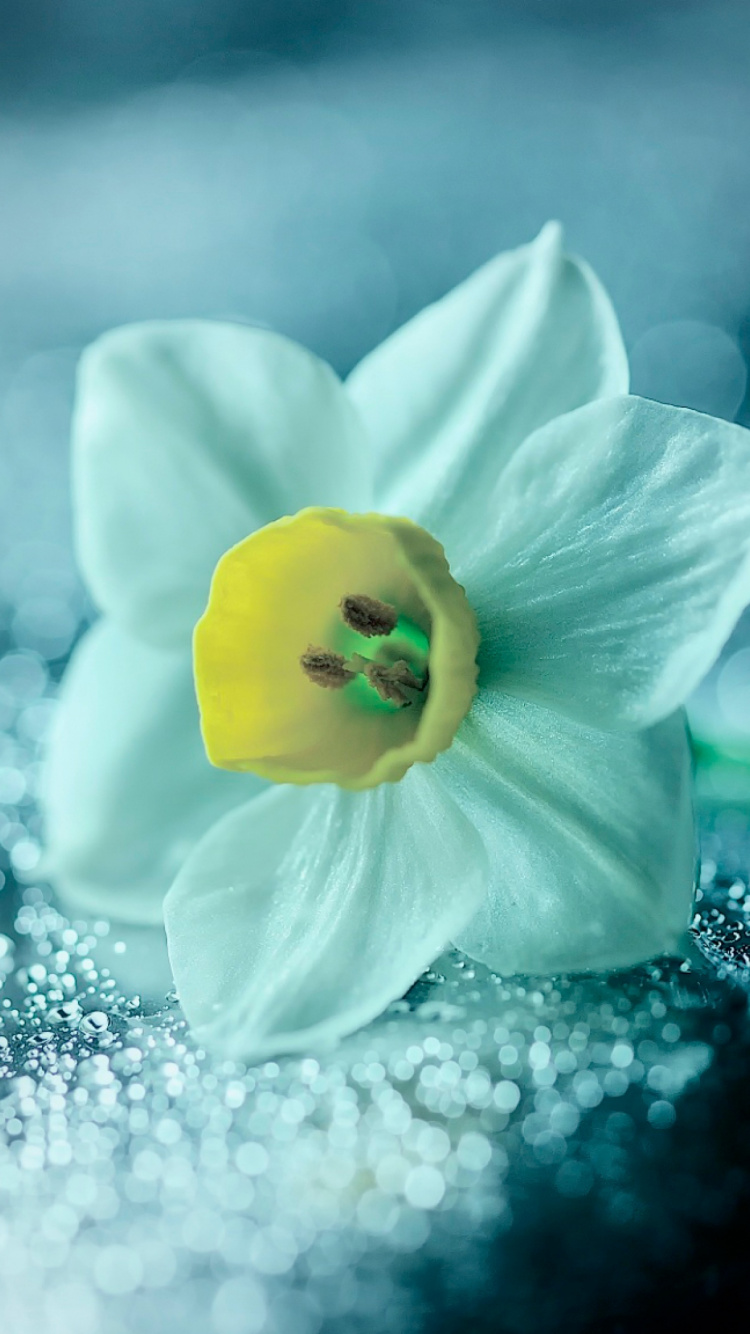 Обои нарцисс цветок, цветок, лепесток, растение, весна в разрешении 750x1334