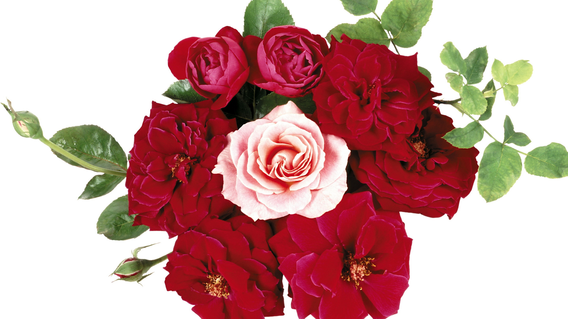 Обои цветочный дизайн, цветочный букет, срезанные цветы, сад роз, цветковое растение в разрешении 1920x1080