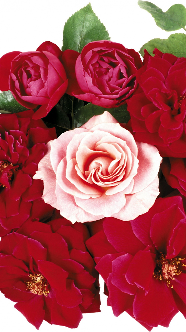 Обои цветочный дизайн, цветочный букет, срезанные цветы, сад роз, цветковое растение в разрешении 750x1334