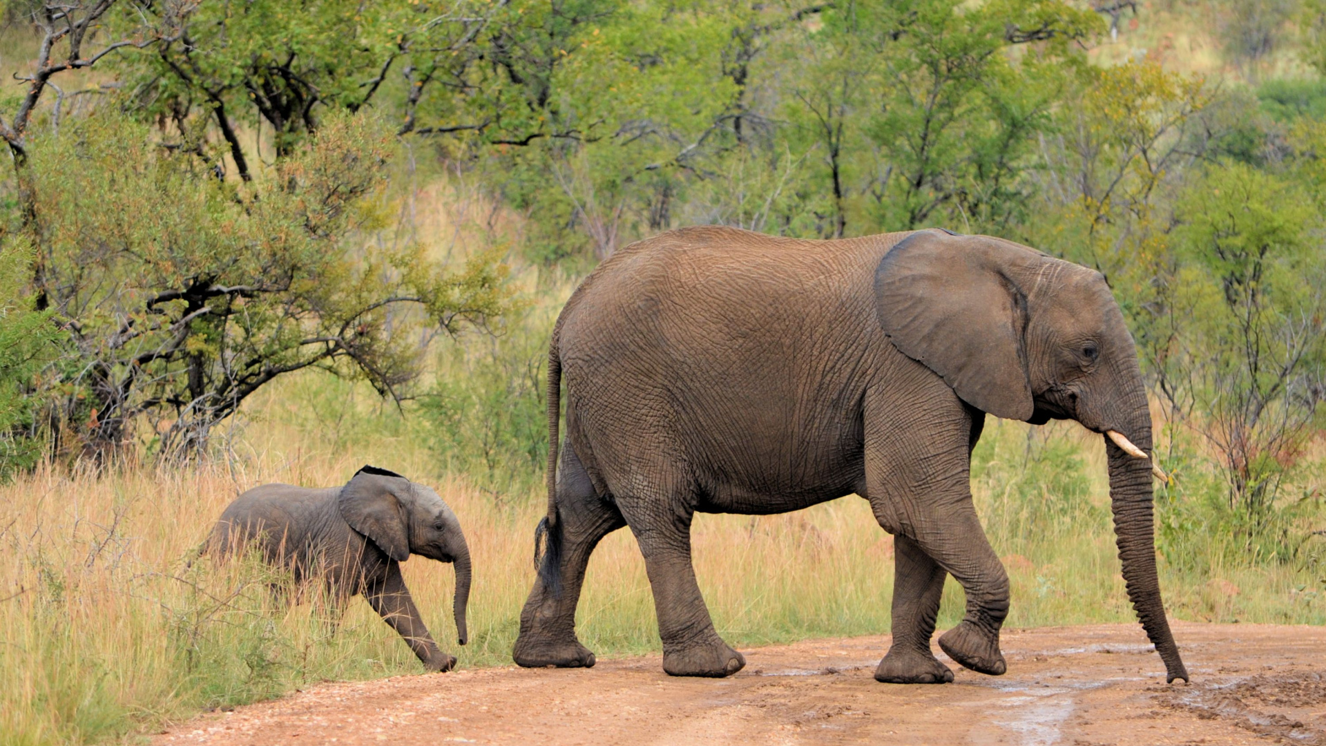 Обои индийский слон, Лев, Слон, наземные животные, живая природа в разрешении 1920x1080