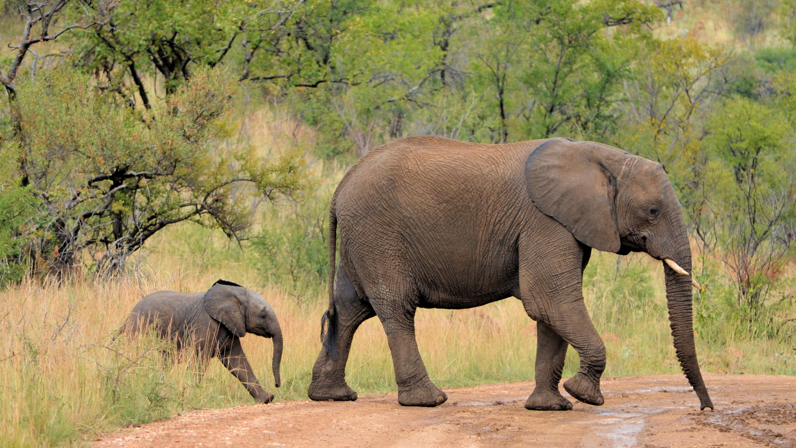 Обои индийский слон, Лев, Слон, наземные животные, живая природа в разрешении 2560x1440