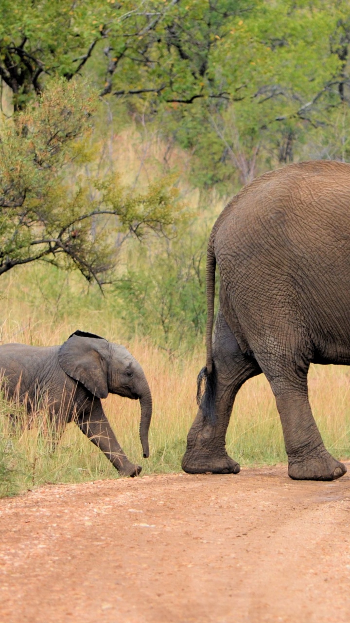 Обои индийский слон, Лев, Слон, наземные животные, живая природа в разрешении 720x1280