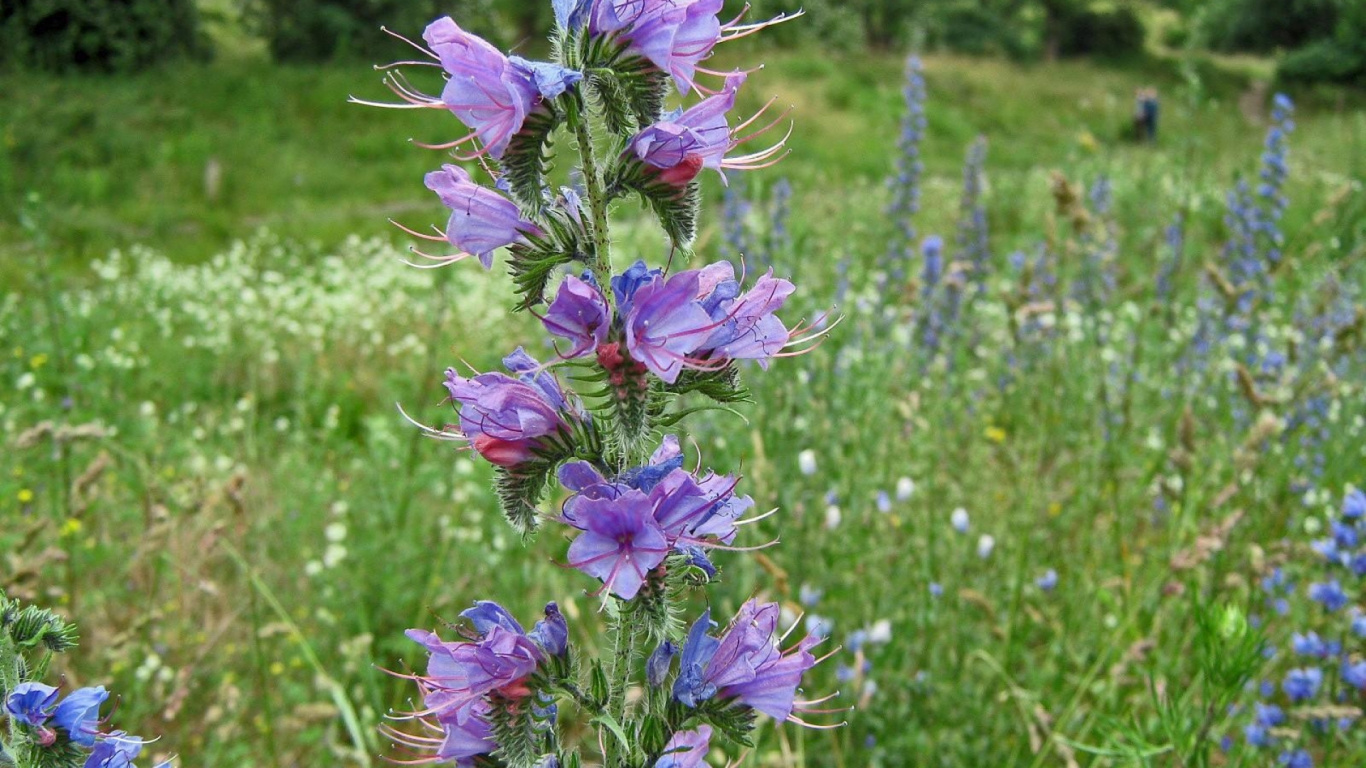 Обои цветковое растение, однолетнее растение, полукустарник, растение, Кристал семьи в разрешении 1366x768
