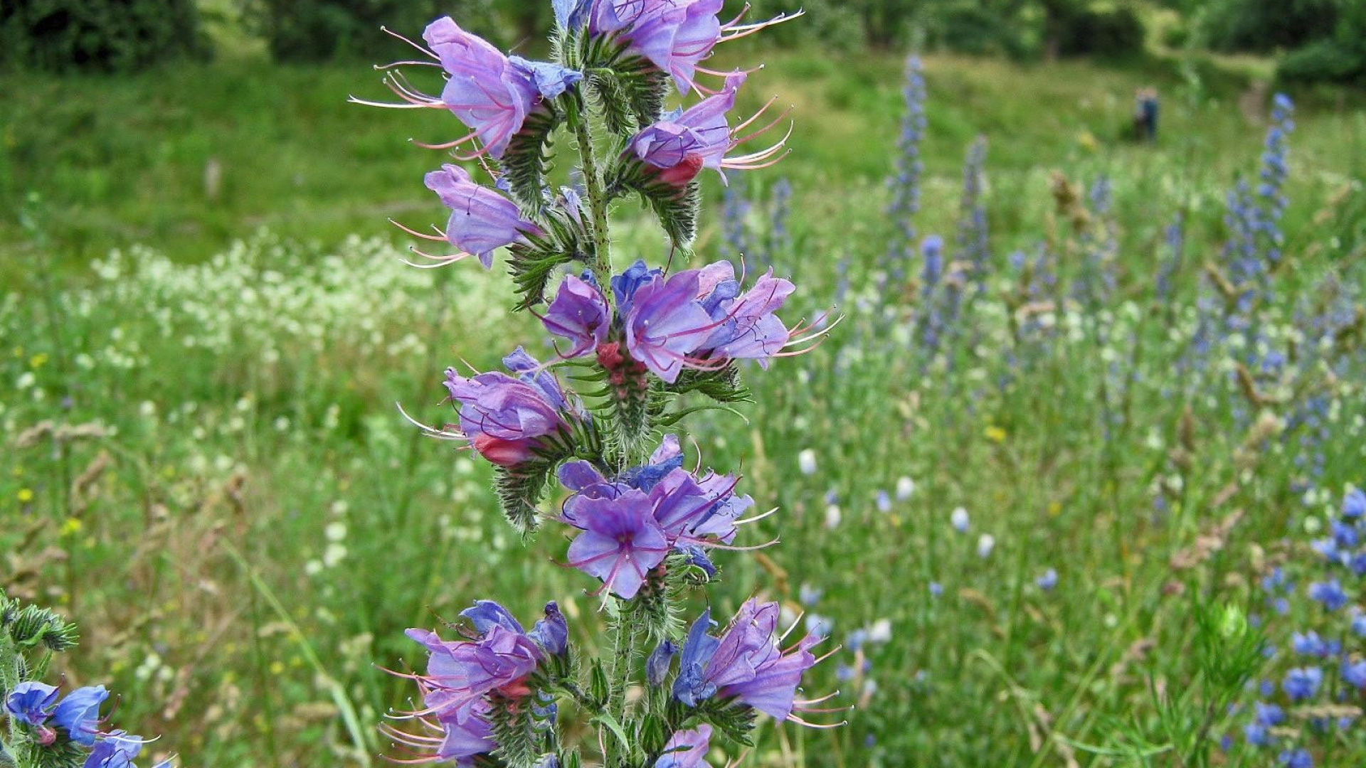 Обои цветковое растение, однолетнее растение, полукустарник, растение, Кристал семьи в разрешении 1920x1080