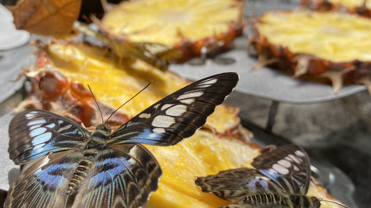 Обои блюда, желтый, пища, крыло, насекомое в разрешении 1280x720