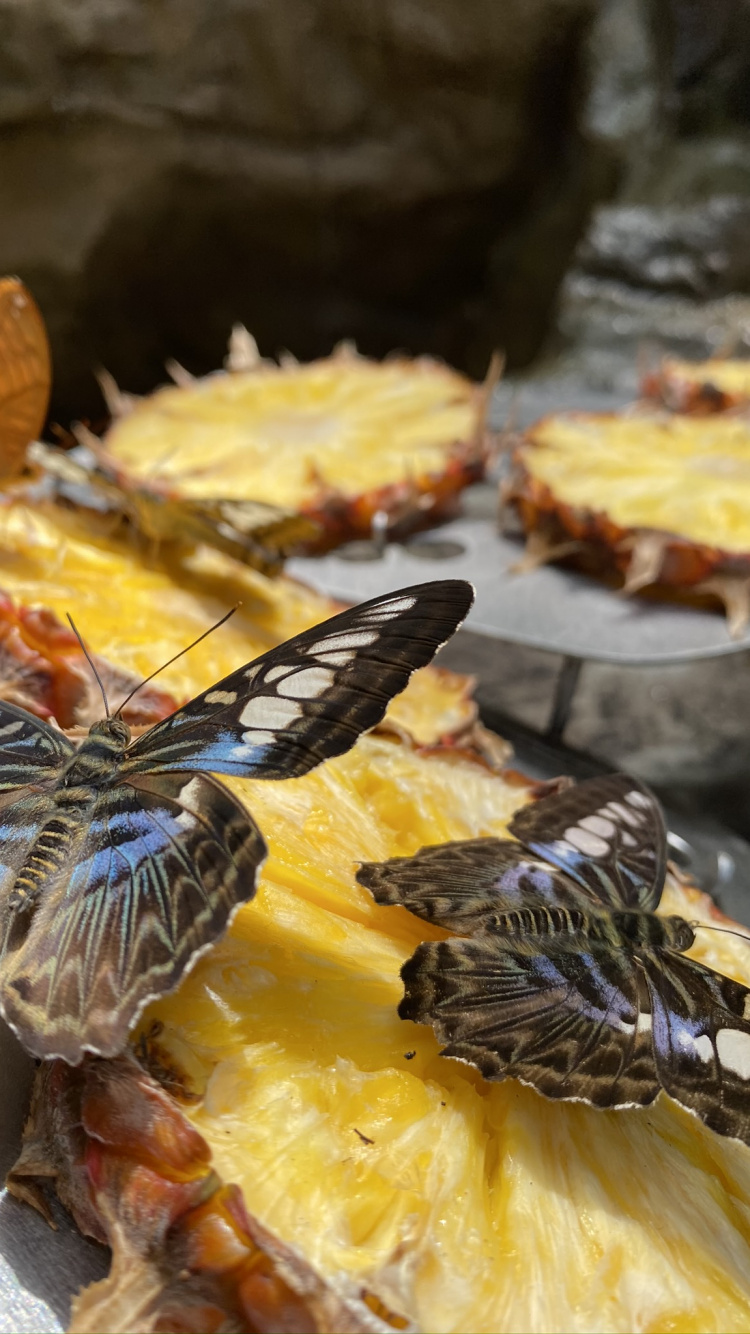 Обои блюда, желтый, пища, крыло, насекомое в разрешении 750x1334