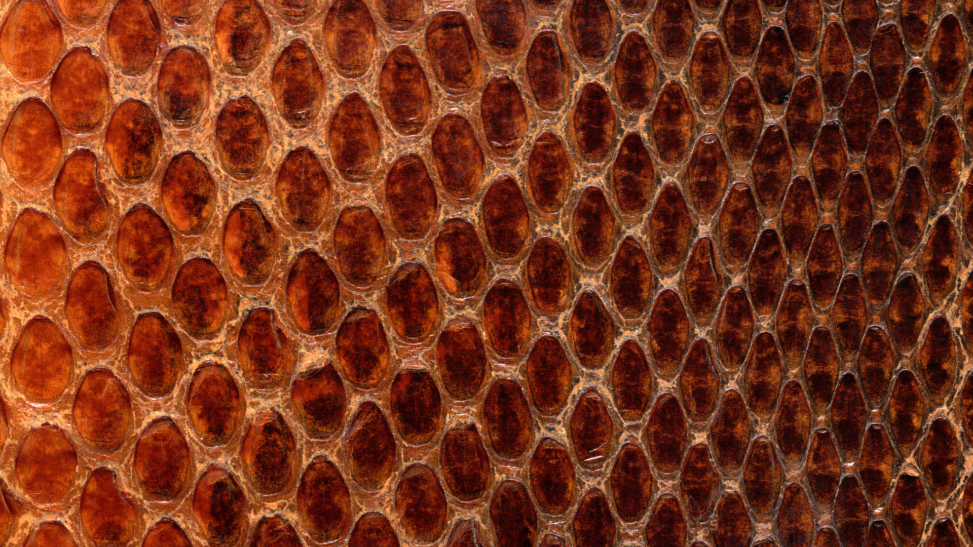 Обои узор, соты, змея, текстура, материал в разрешении 1920x1080