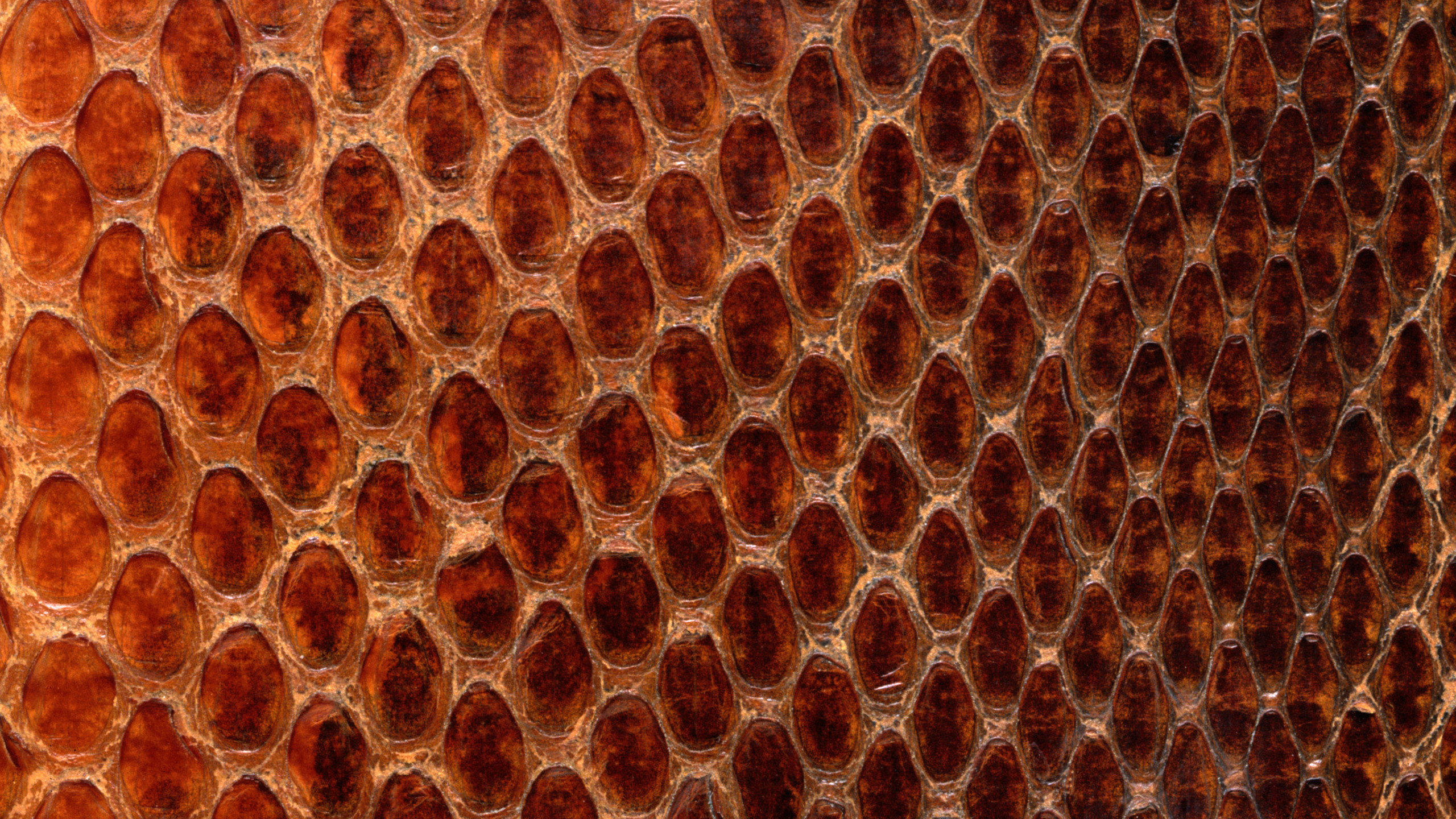 Обои узор, соты, змея, текстура, материал в разрешении 2560x1440