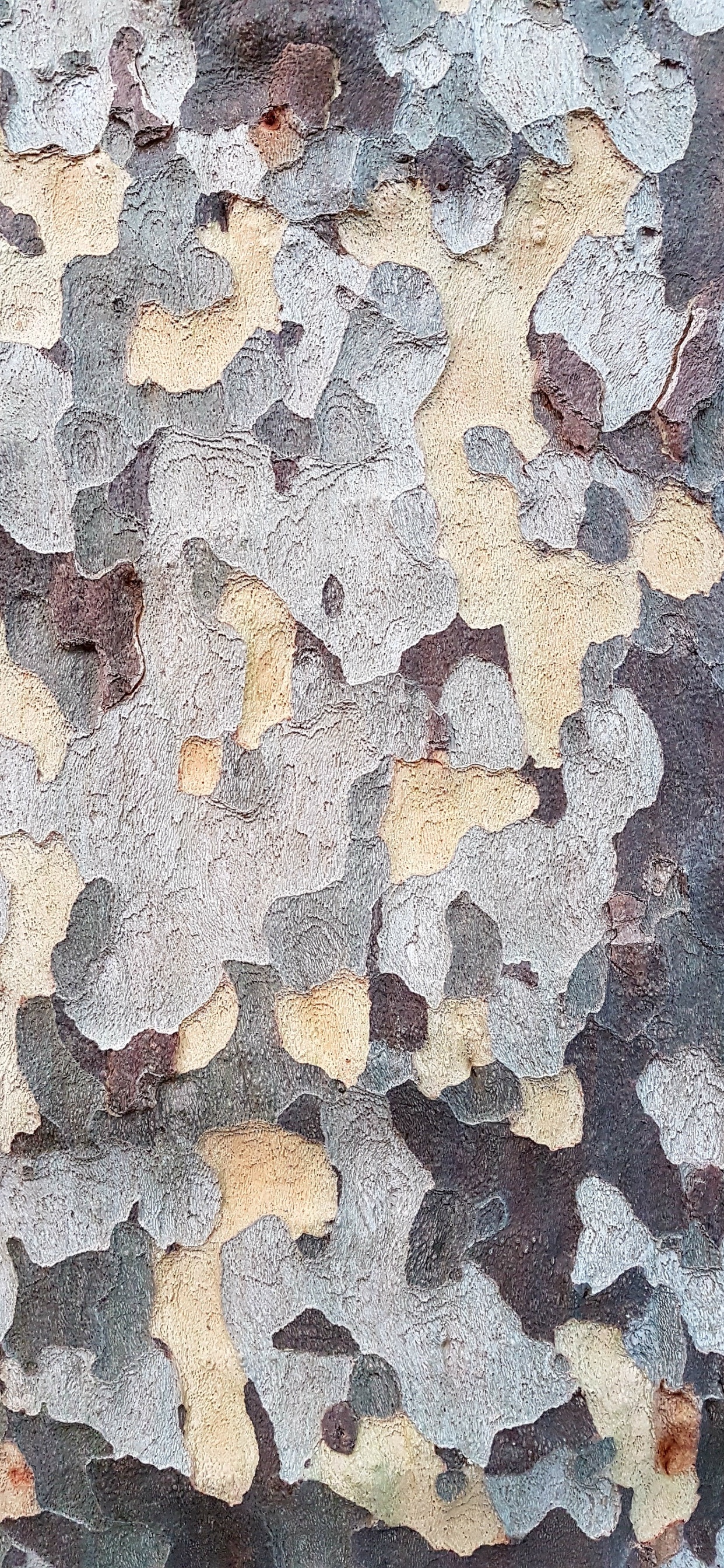 Обои стена, этаж, узор, дизайн, здание в разрешении 1242x2688