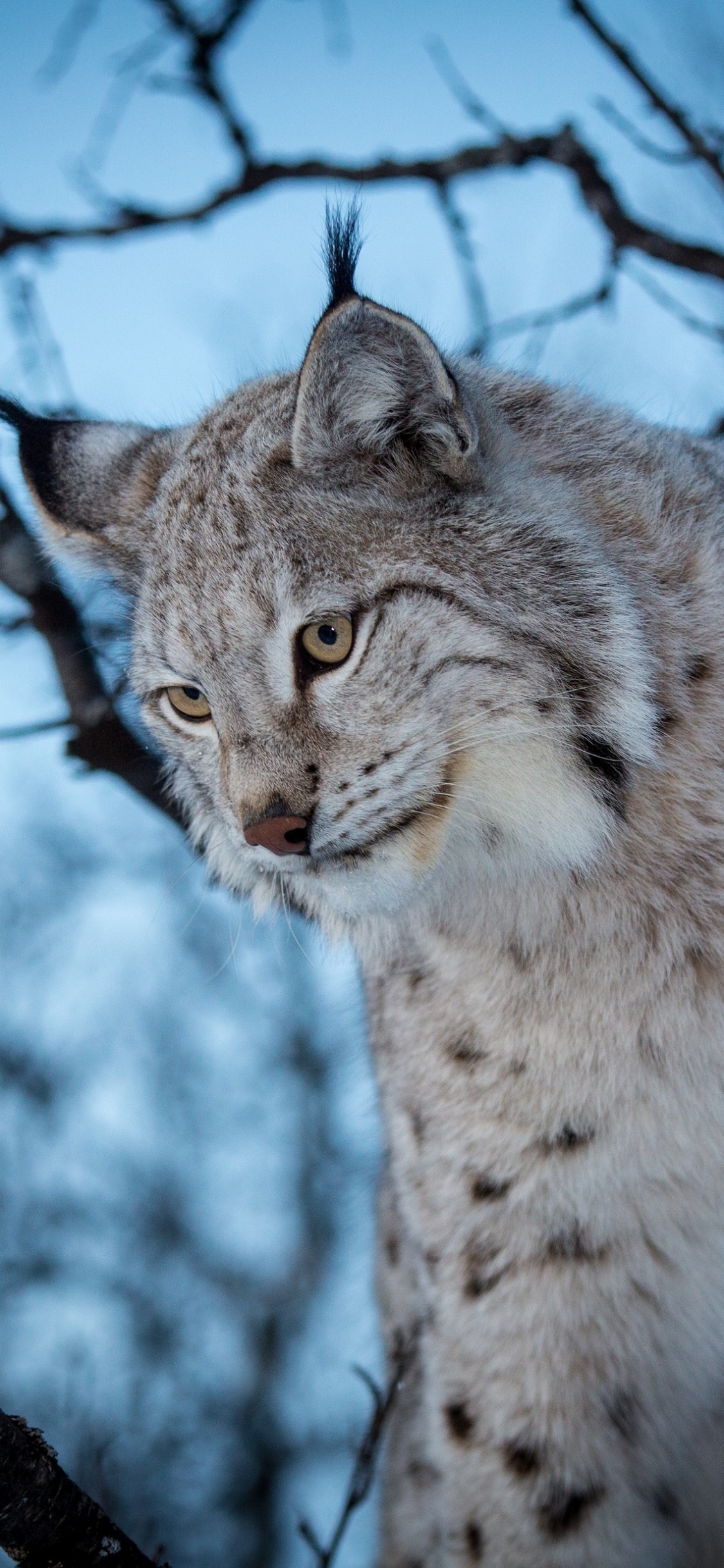 Обои Евразийская рысь, кошачьих, Дикая кошка, кот, живая природа в разрешении 1125x2436