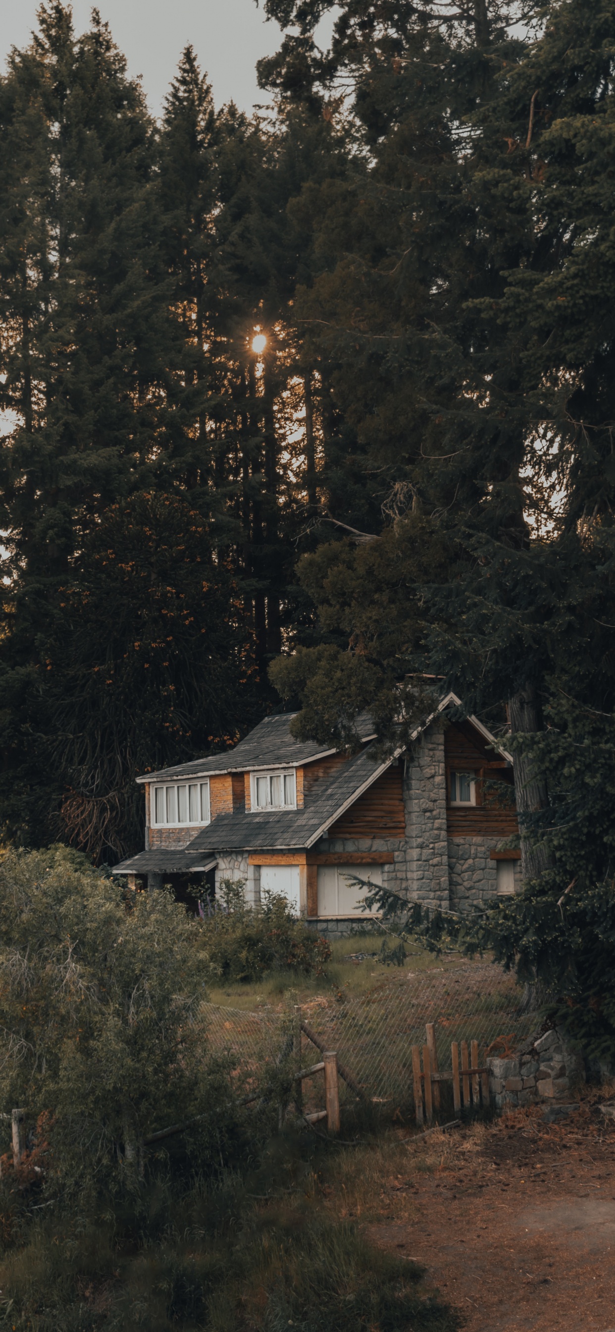 Обои лес, Хаус, родина, дерево, здание в разрешении 1242x2688