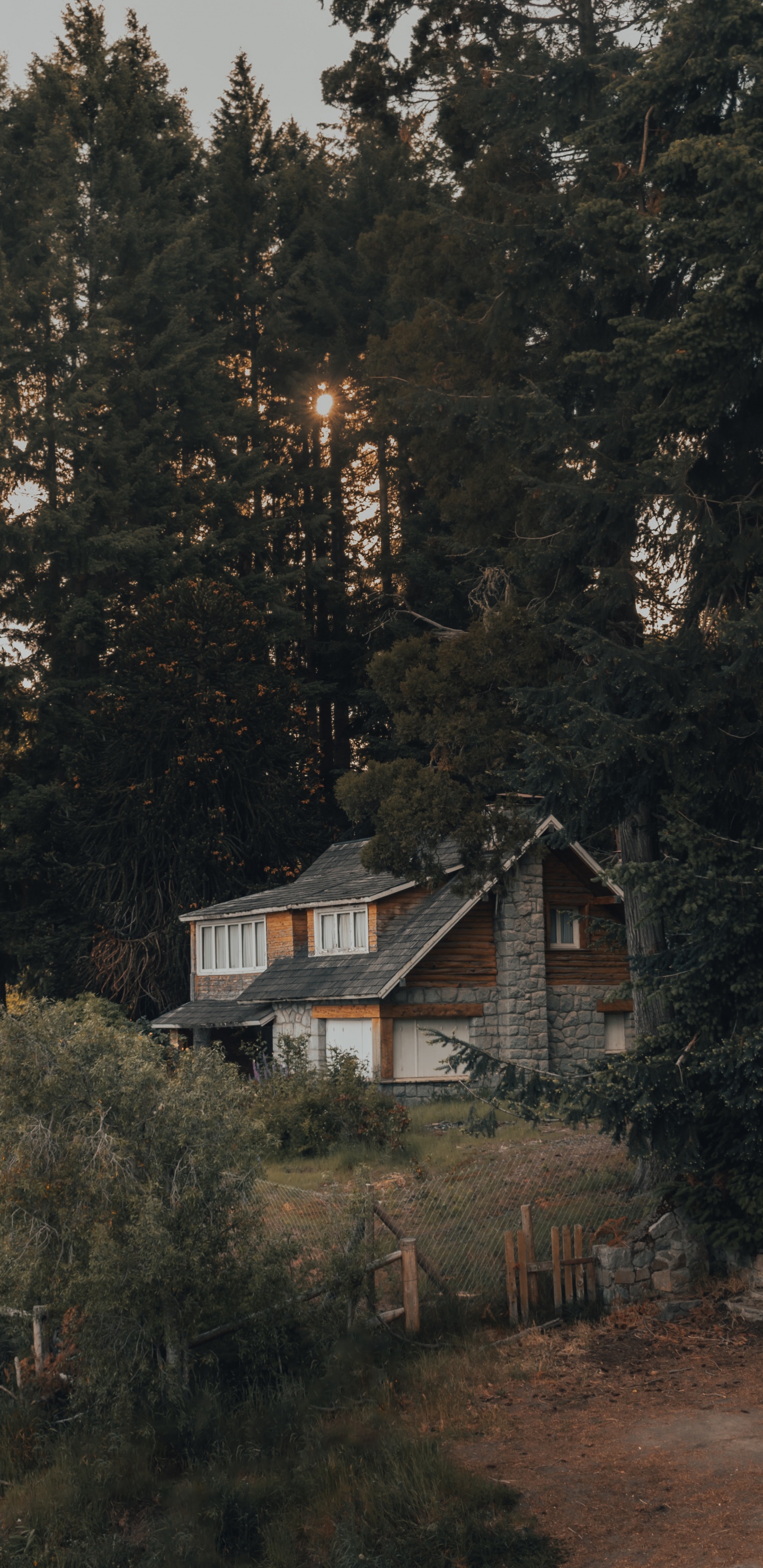 Обои лес, Хаус, родина, дерево, здание в разрешении 1440x2960