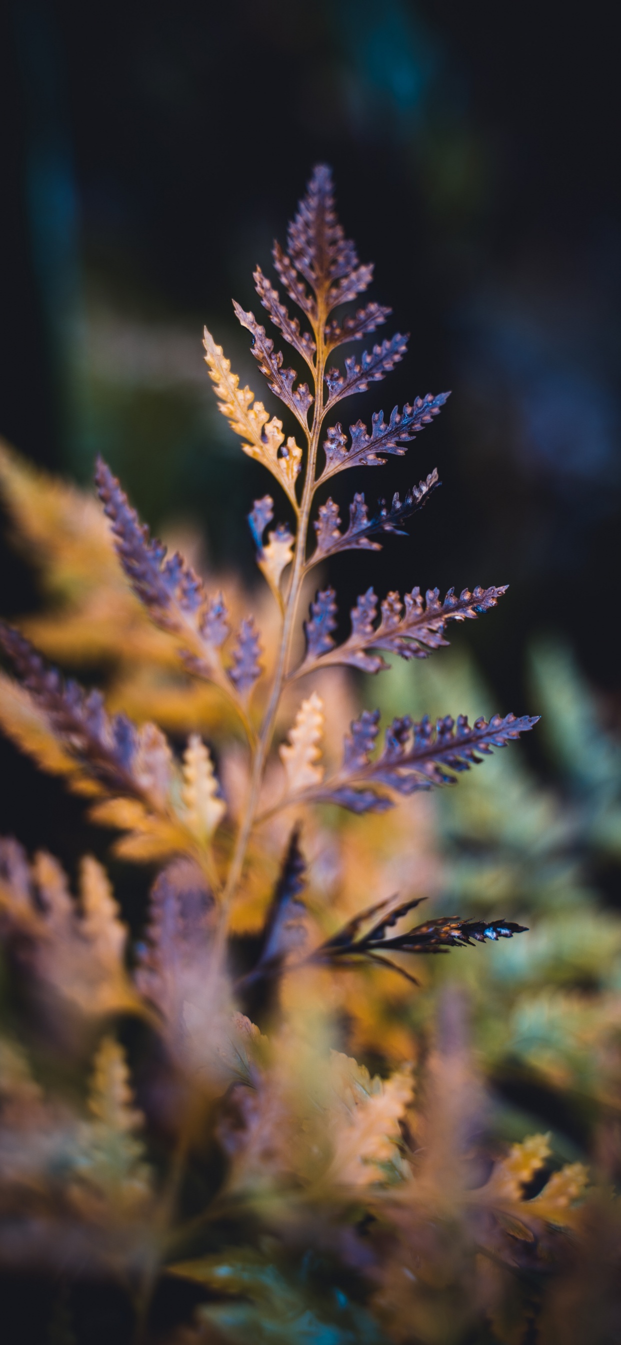 Обои лист, суккулент, синий, растение, лаванда в разрешении 1242x2688