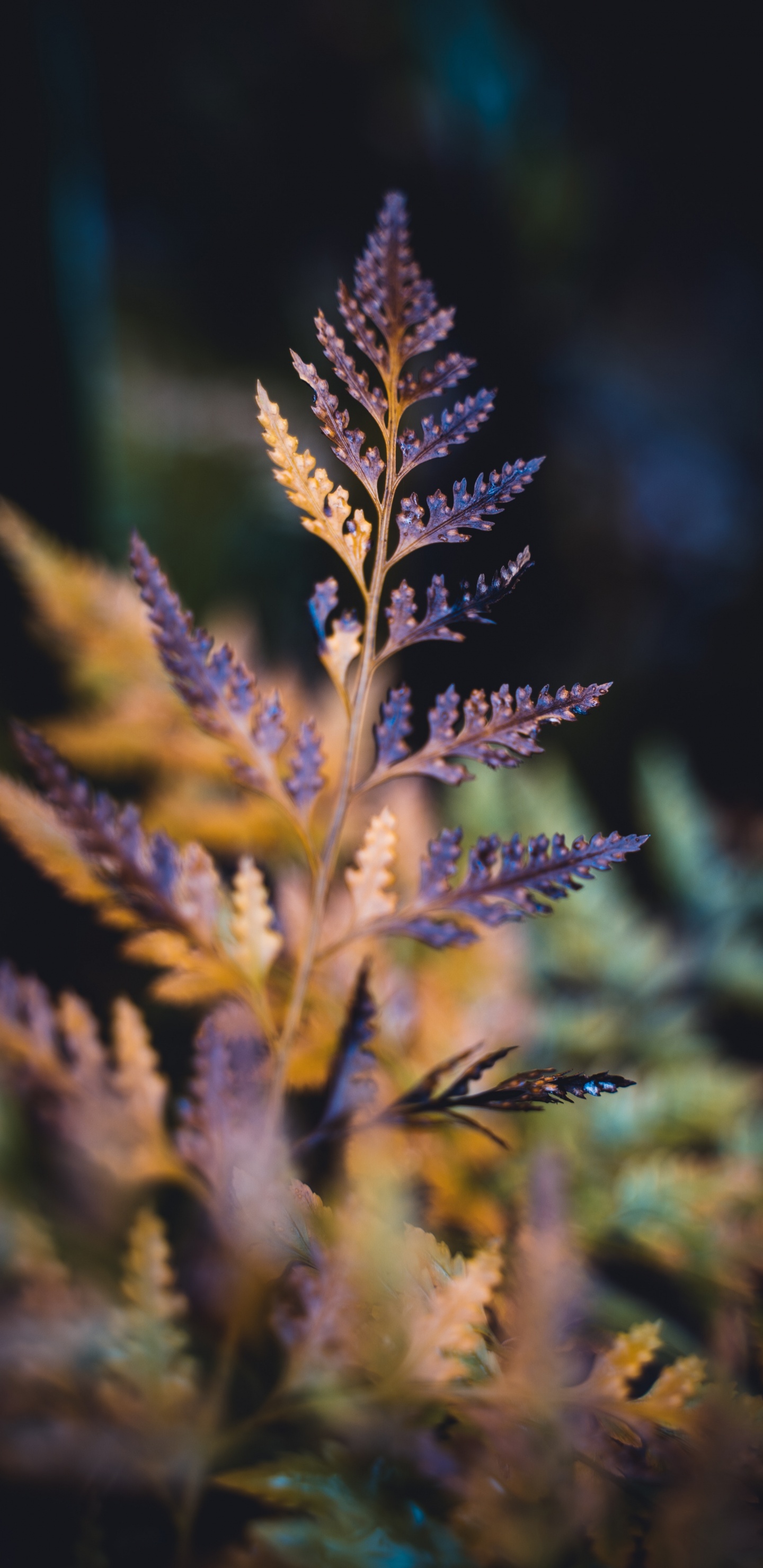 Обои лист, суккулент, синий, растение, лаванда в разрешении 1440x2960