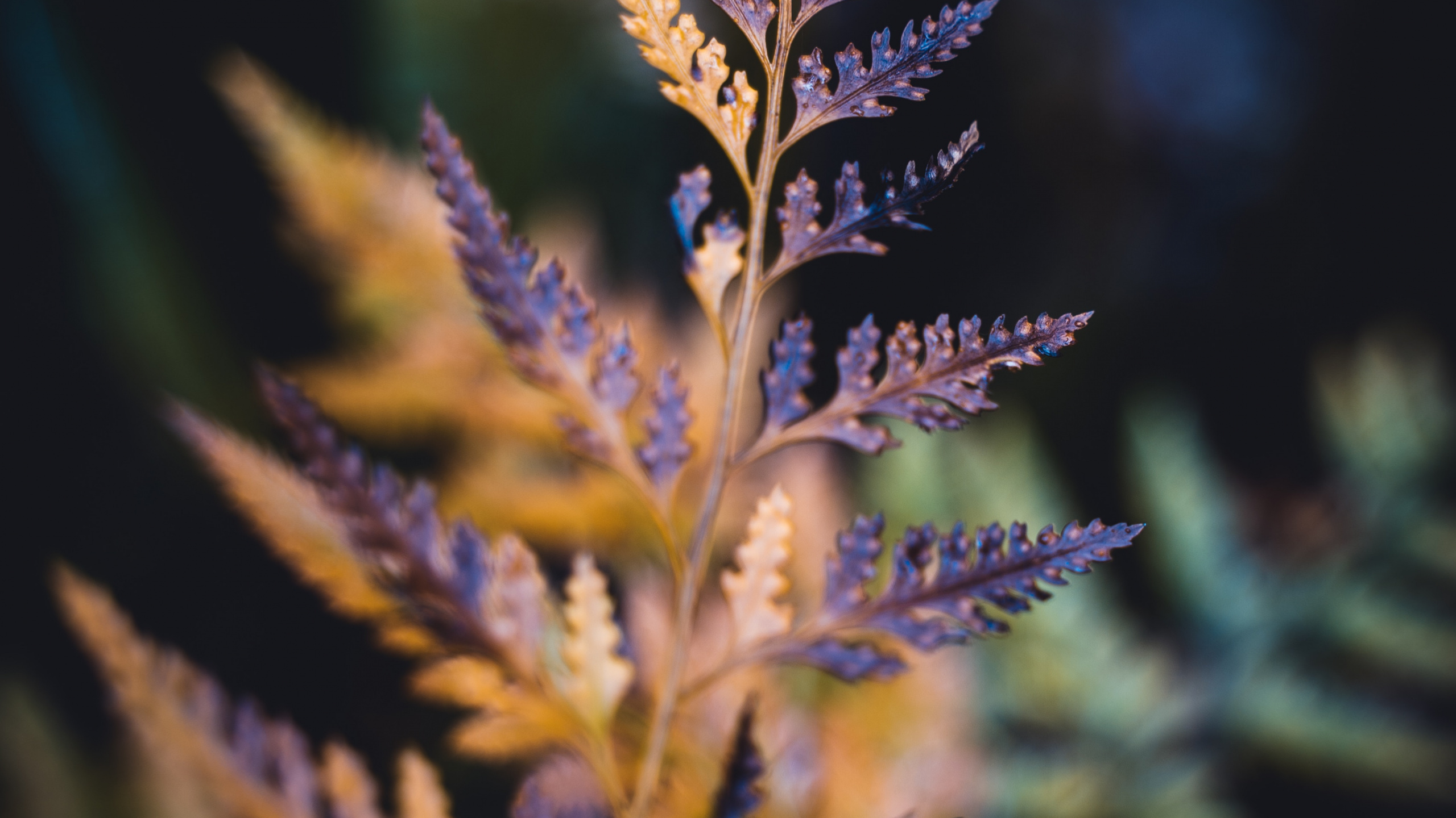 Обои лист, суккулент, синий, растение, лаванда в разрешении 2560x1440
