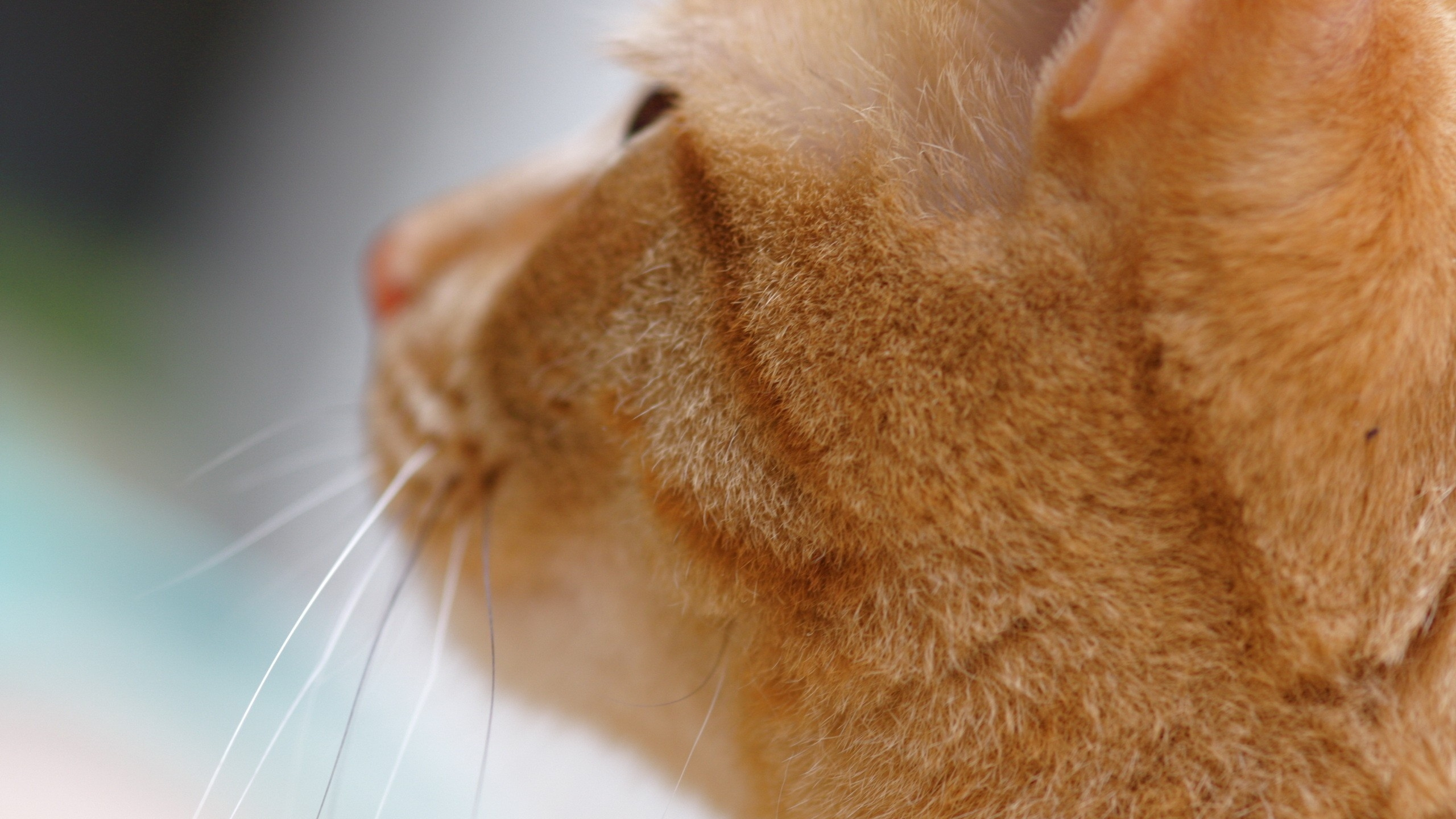 Обои полосатый кот, котенок, кошачьих, нос, морда в разрешении 2560x1440