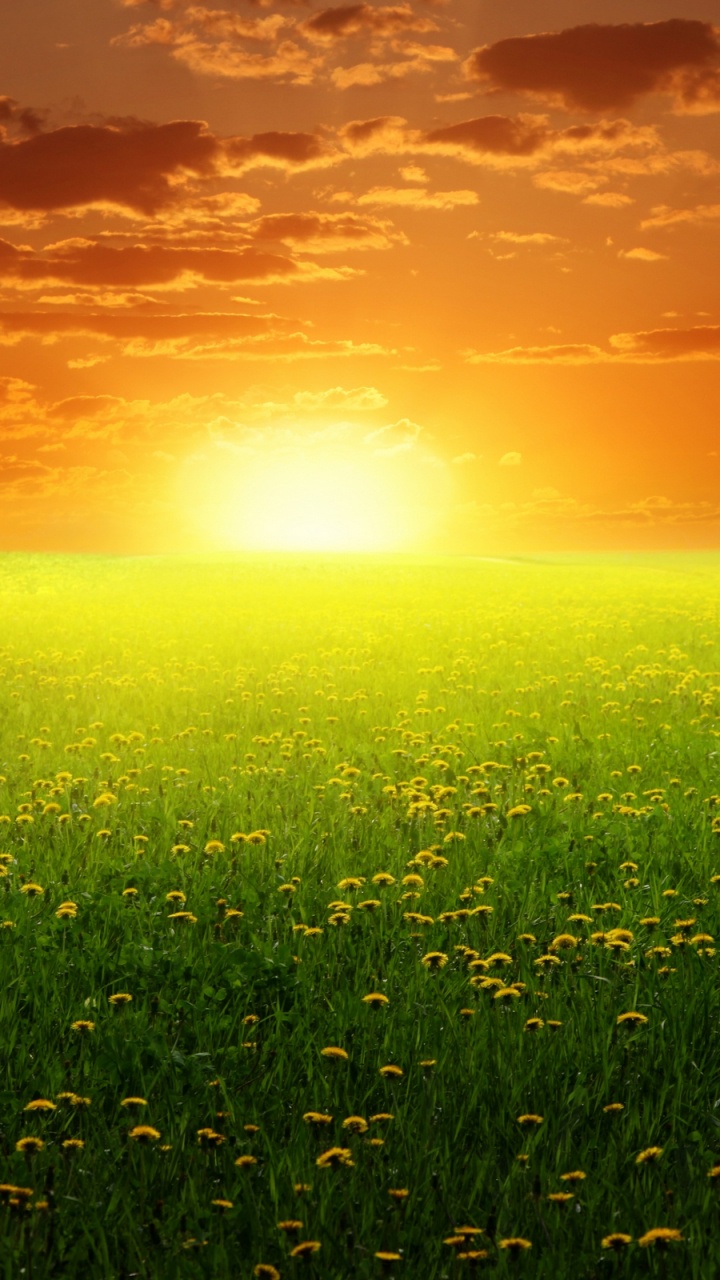 Обои закат, поле, сенокосное угодье, луг, трава в разрешении 720x1280