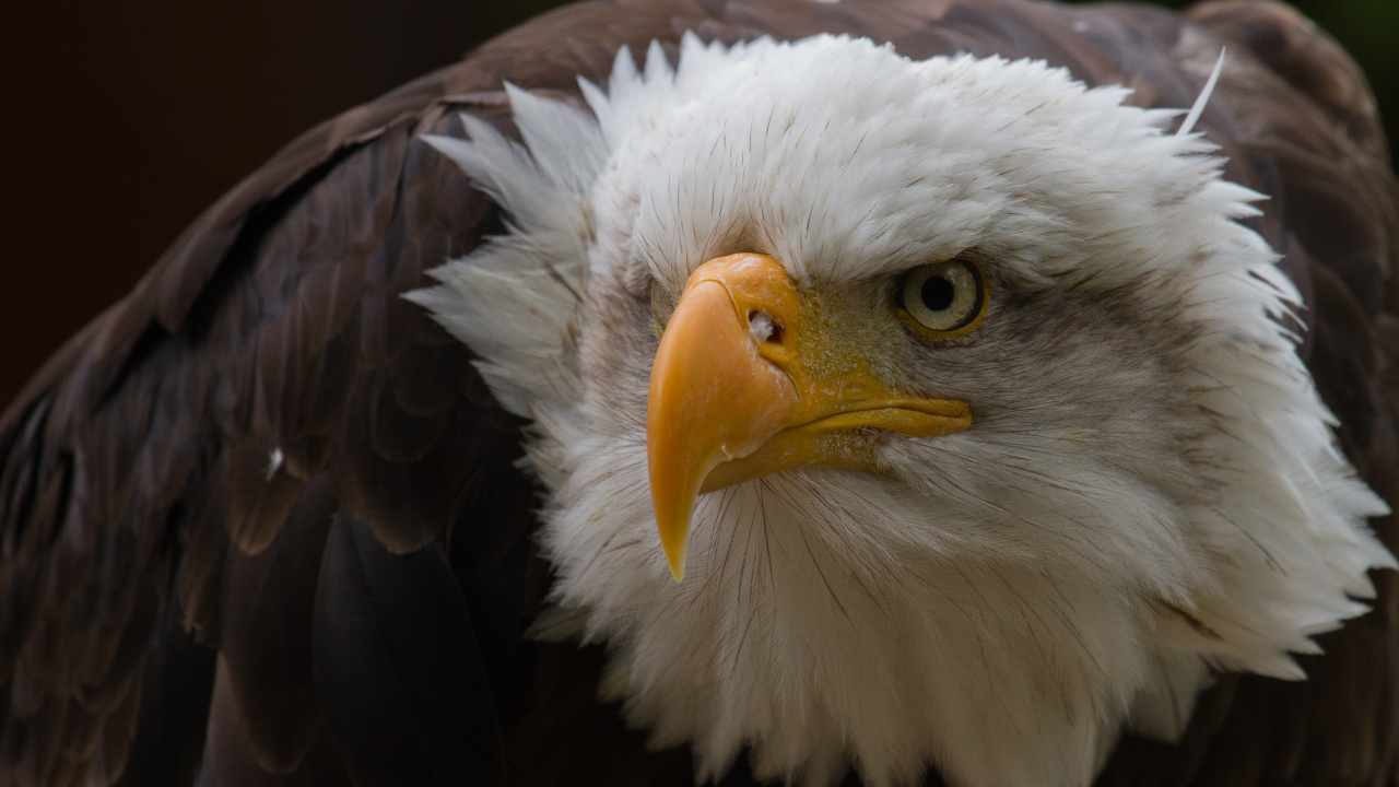 Обои белоголовый Орлан, хищная птица, клюв, accipitriformes, белый белохвост в разрешении 1280x720