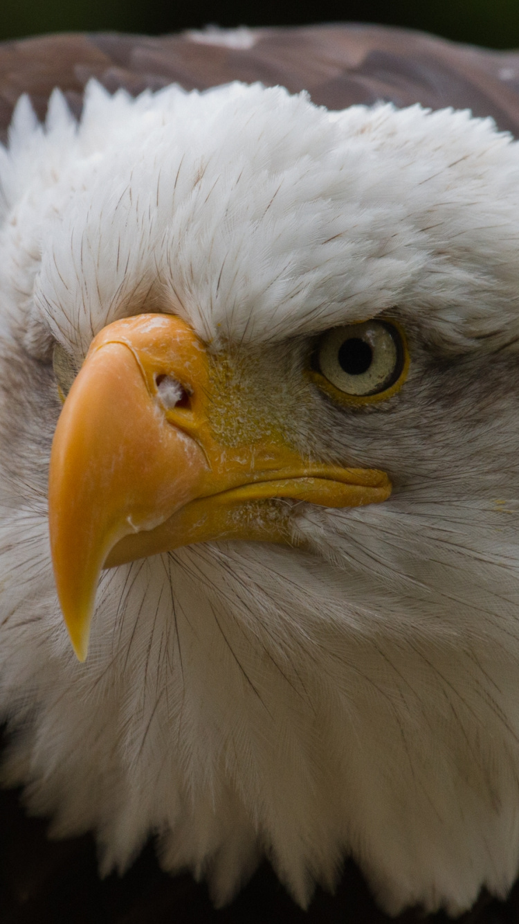 Обои белоголовый Орлан, хищная птица, клюв, accipitriformes, белый белохвост в разрешении 750x1334