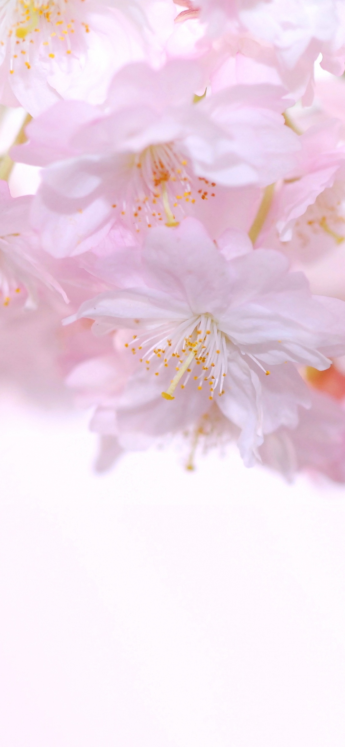 Обои цветение вишни, розовый, цветок, лепесток, расцвет в разрешении 1125x2436