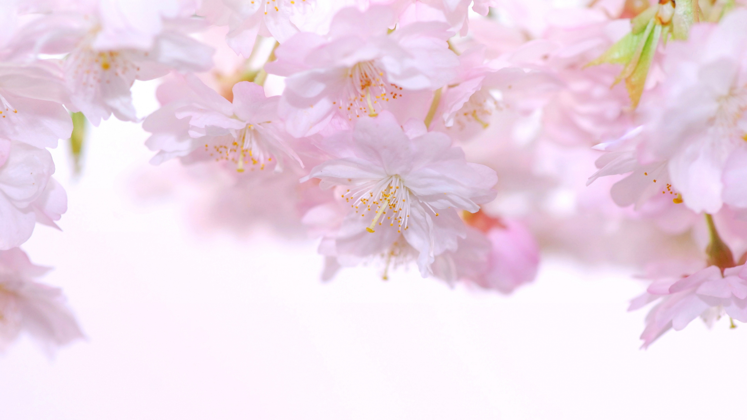 Обои цветение вишни, розовый, цветок, лепесток, расцвет в разрешении 2560x1440