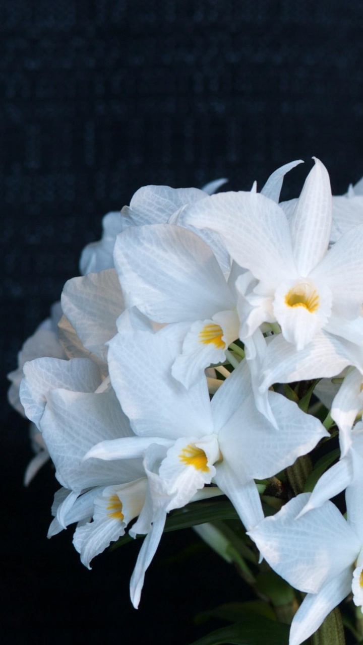 Обои орхидея, стебель растения, цветковое растение, белые, лепесток в разрешении 720x1280