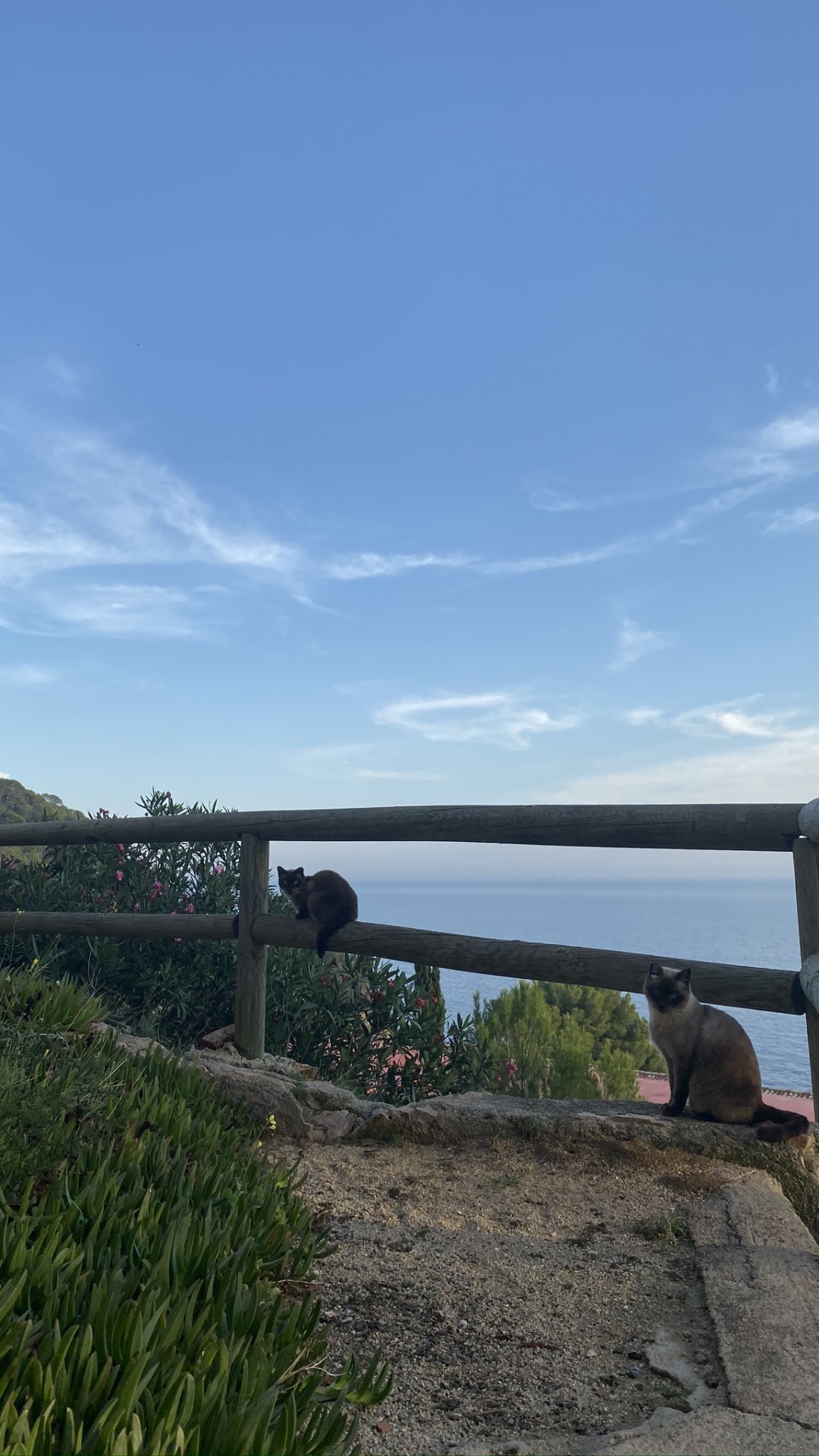 Обои недвижимость, плантация, многолетнее растение в разрешении 1080x1920