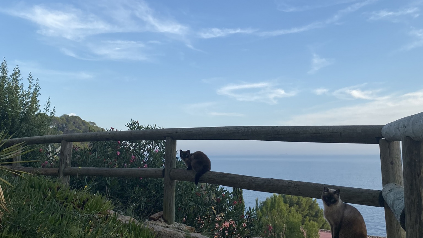 Обои недвижимость, плантация, многолетнее растение в разрешении 1366x768