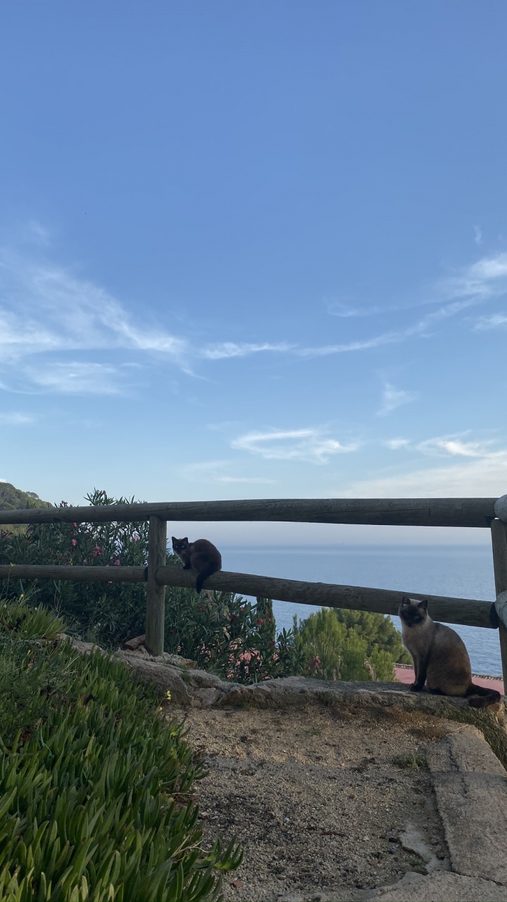 Обои недвижимость, плантация, многолетнее растение в разрешении 720x1280