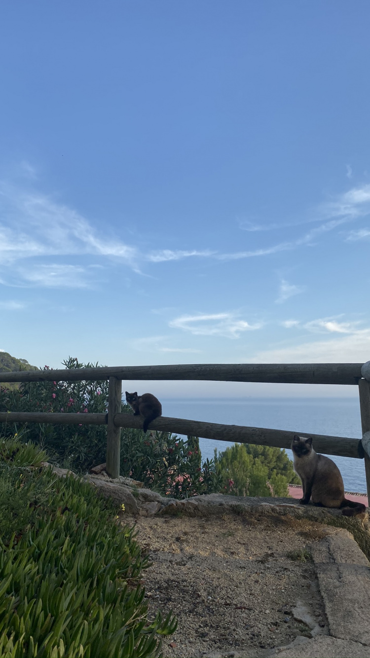 Обои недвижимость, плантация, многолетнее растение в разрешении 750x1334