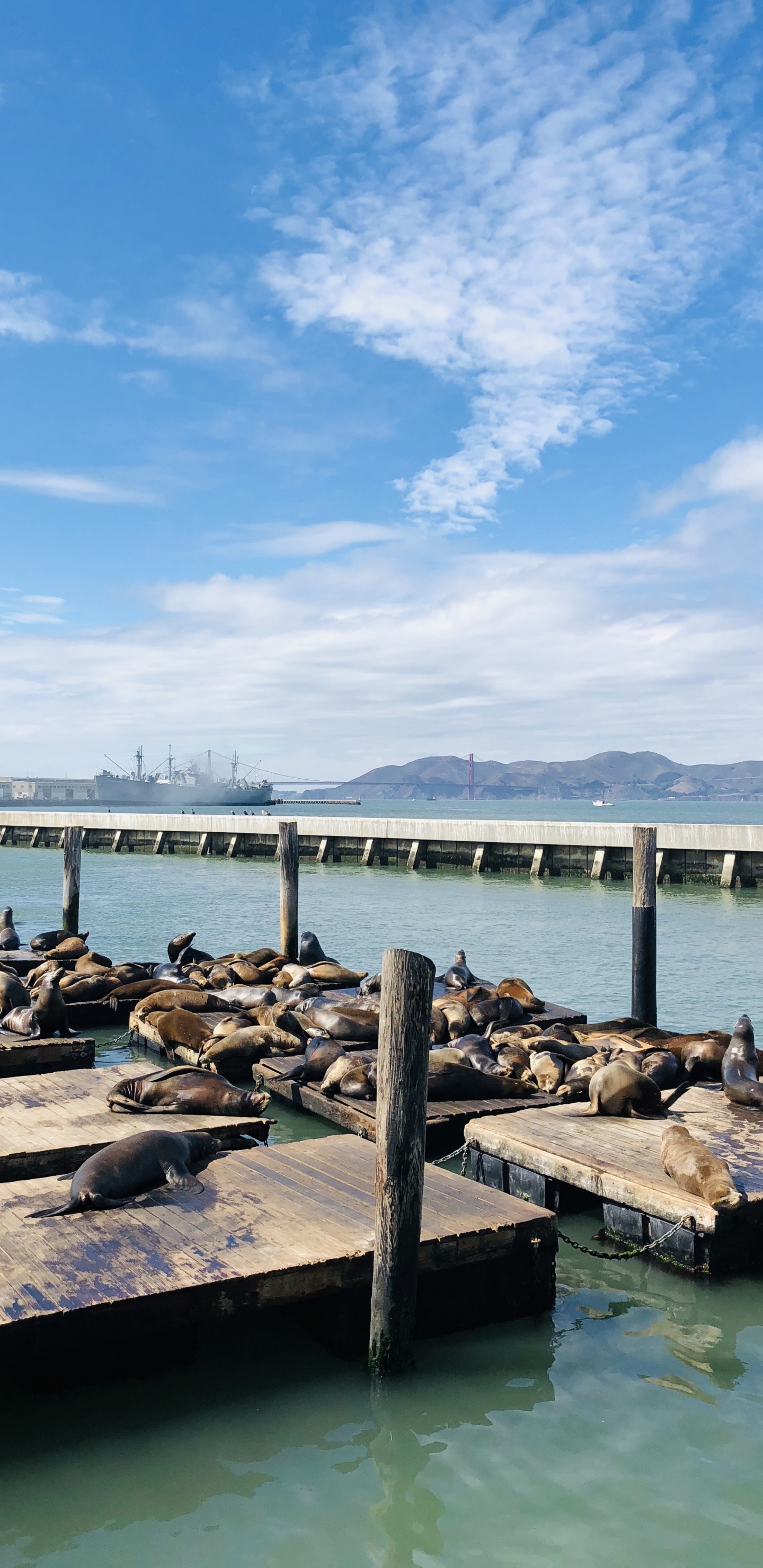 Обои Пирс, Сан Франциско, море, вода, облако в разрешении 1440x2960