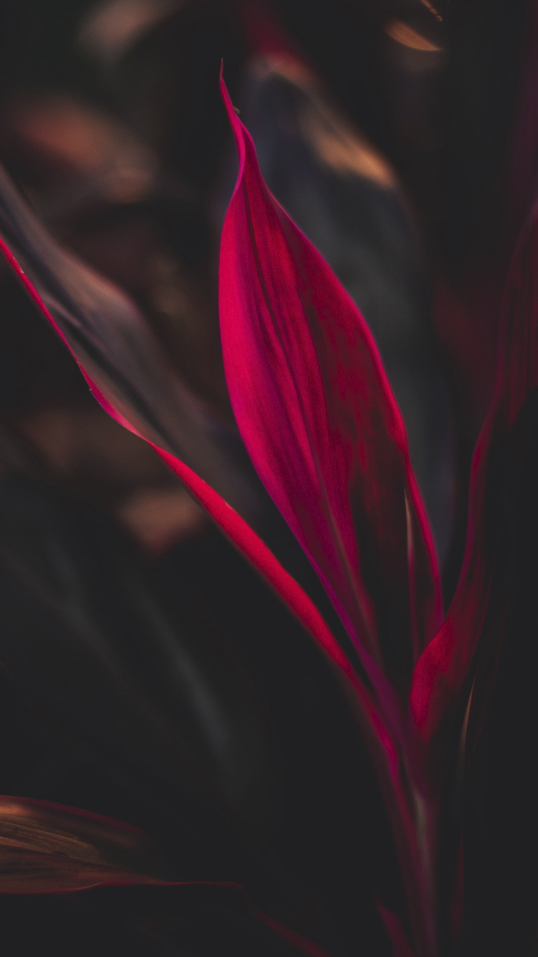 Обои цветок, лепесток, наземное растение, пурпурный цвет, полутона и оттенки в разрешении 1080x1920